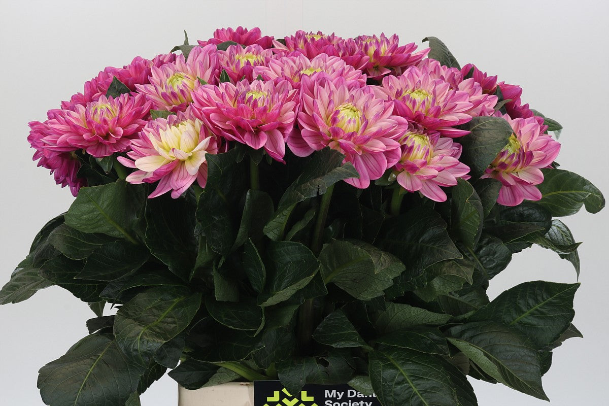 Dahlia Annamarie