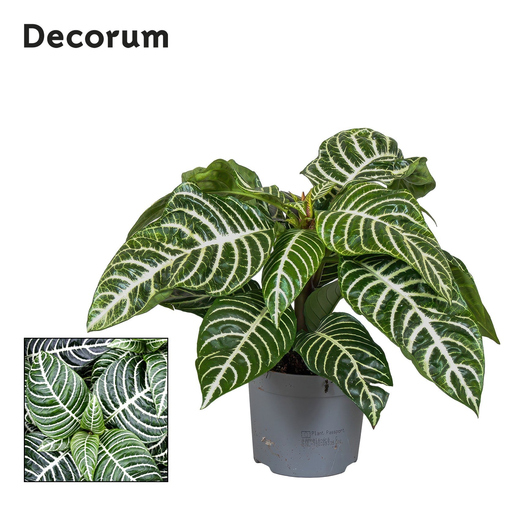 Aphelandra Squarrosa Green