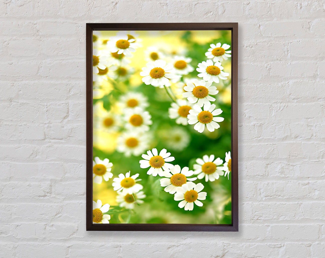 Chamomile Macro Framed Wall Art