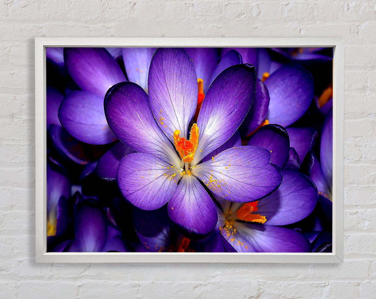 Crocuses Purple Framed Wall Art