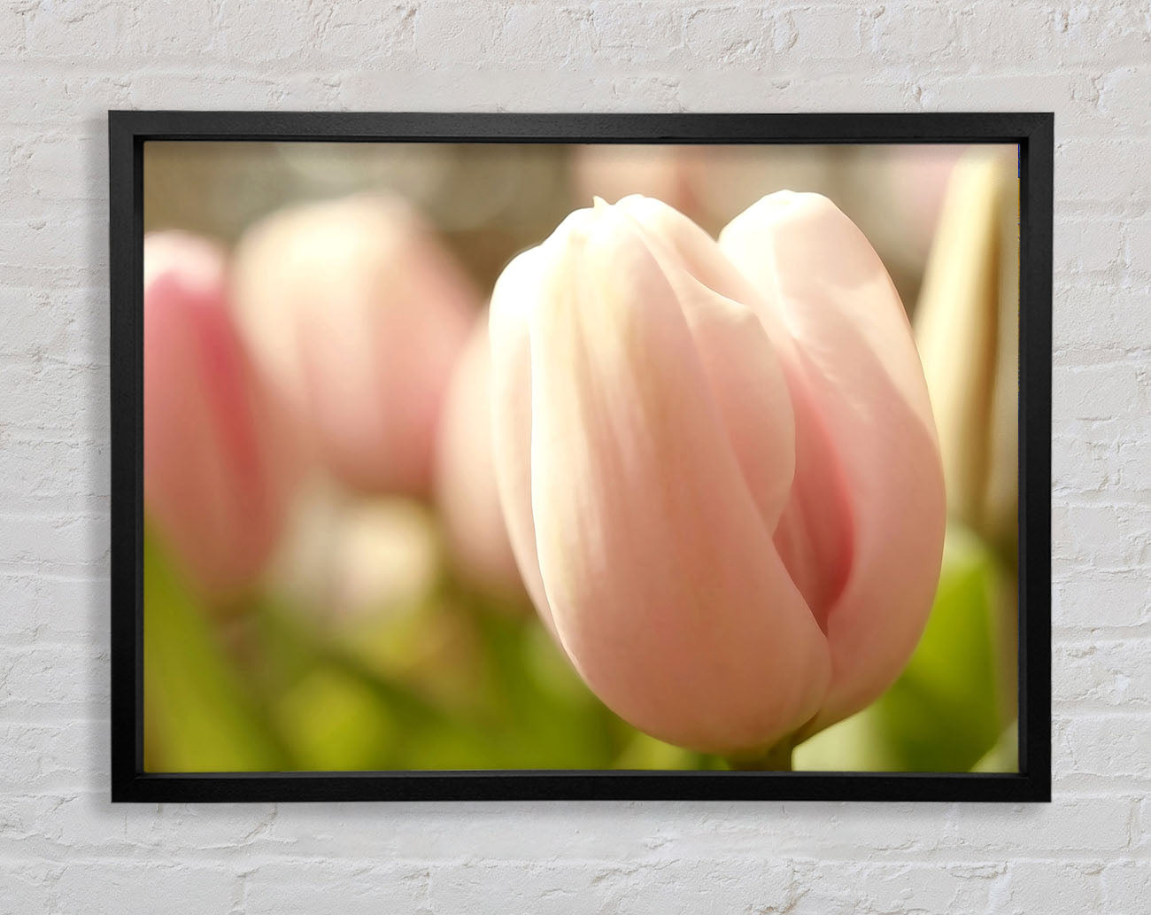 Baby Pink Tulip Framed Wall Art