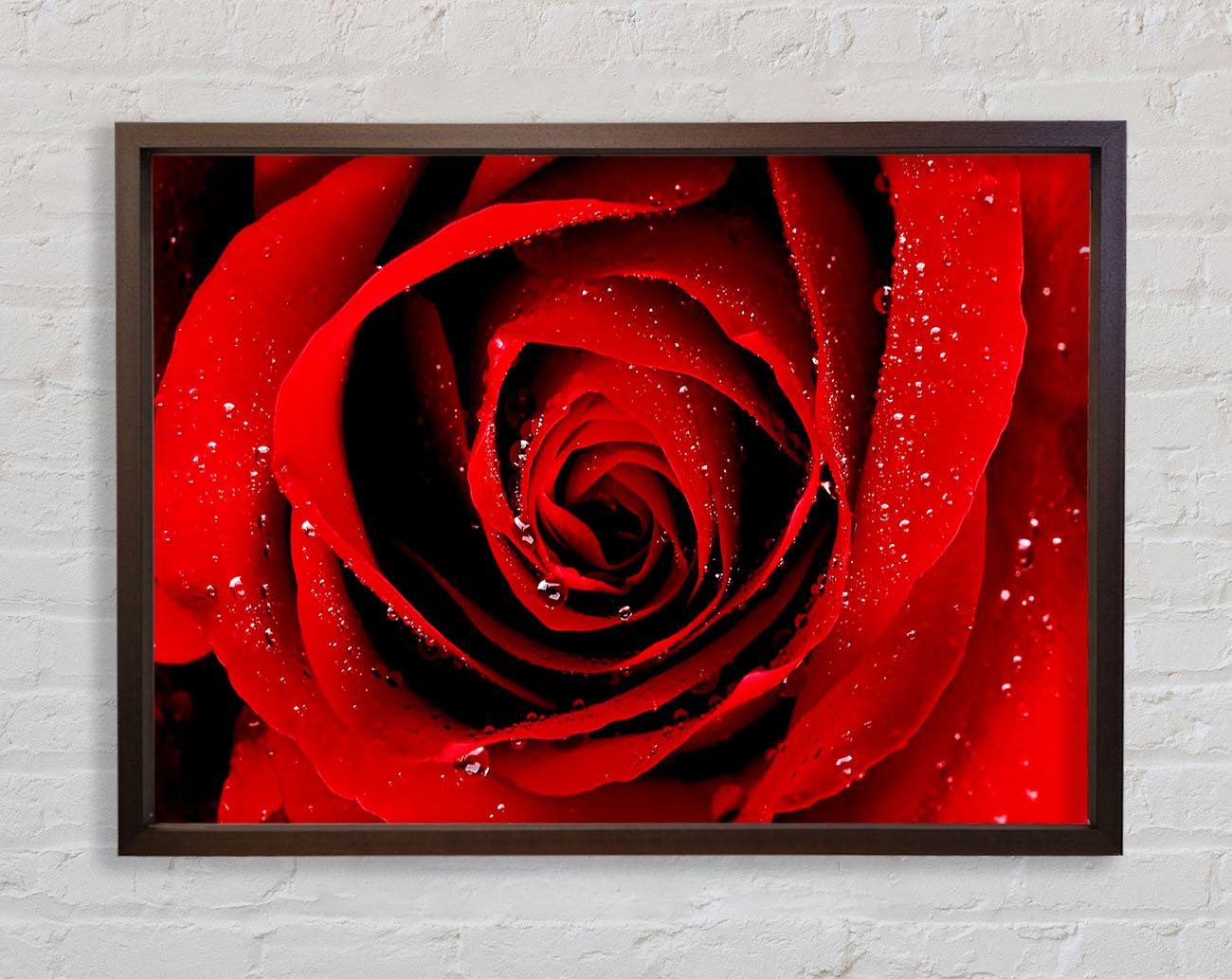 Close-Up Of A Red Rose Dew Drop Framed Wall Art
