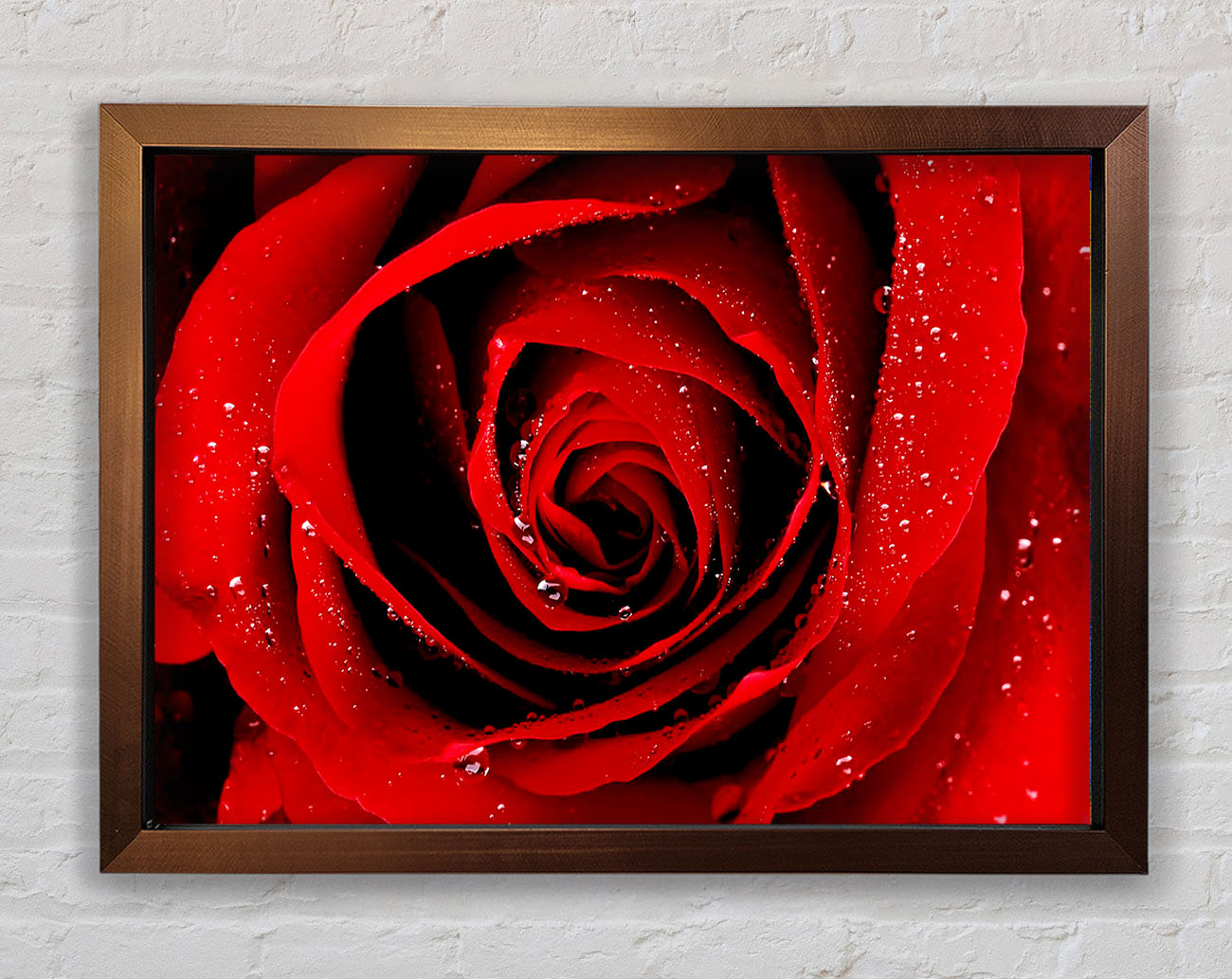 Close-Up Of A Red Rose Dew Drop Framed Wall Art
