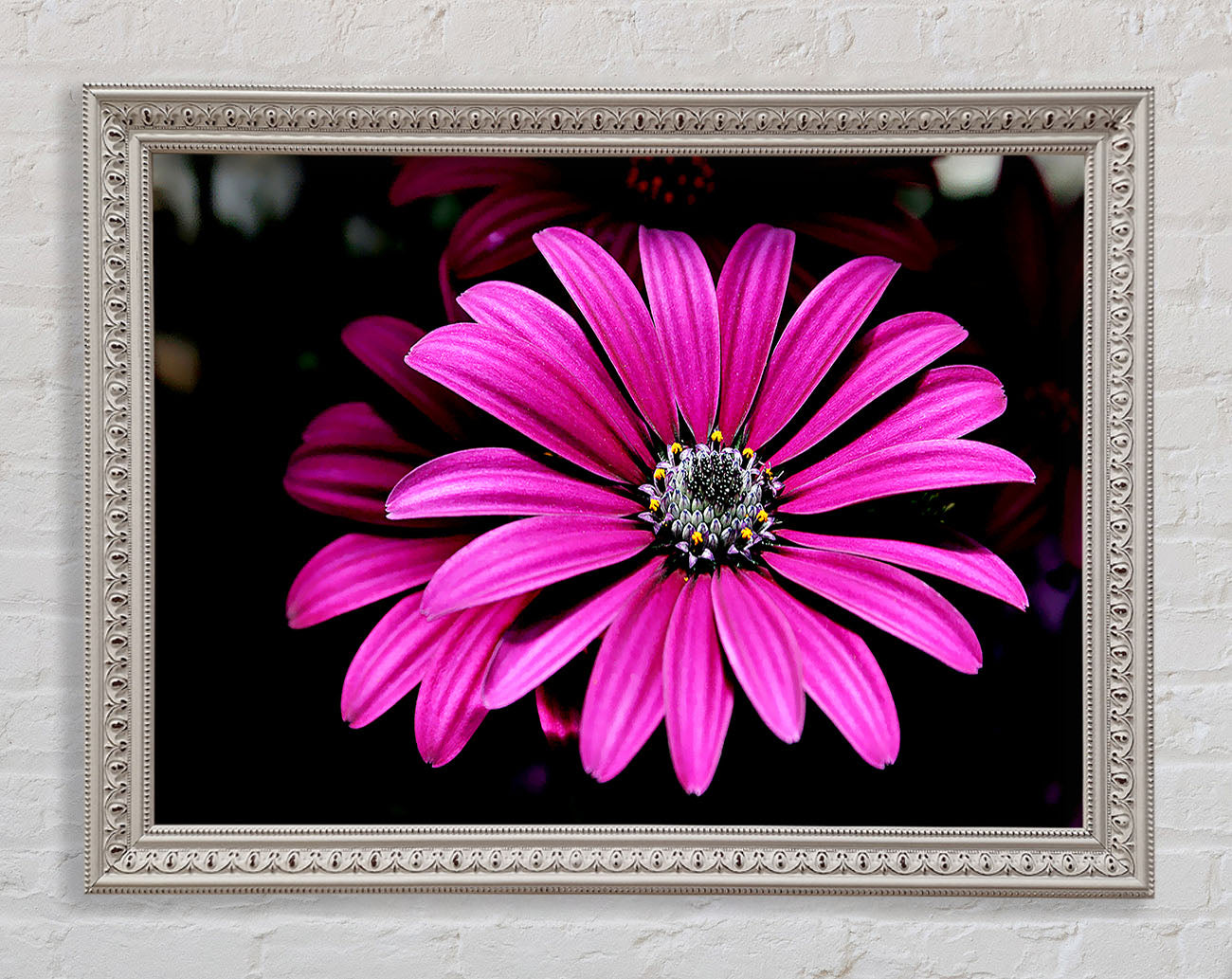 Cerise Daisy Petals Framed Wall Art