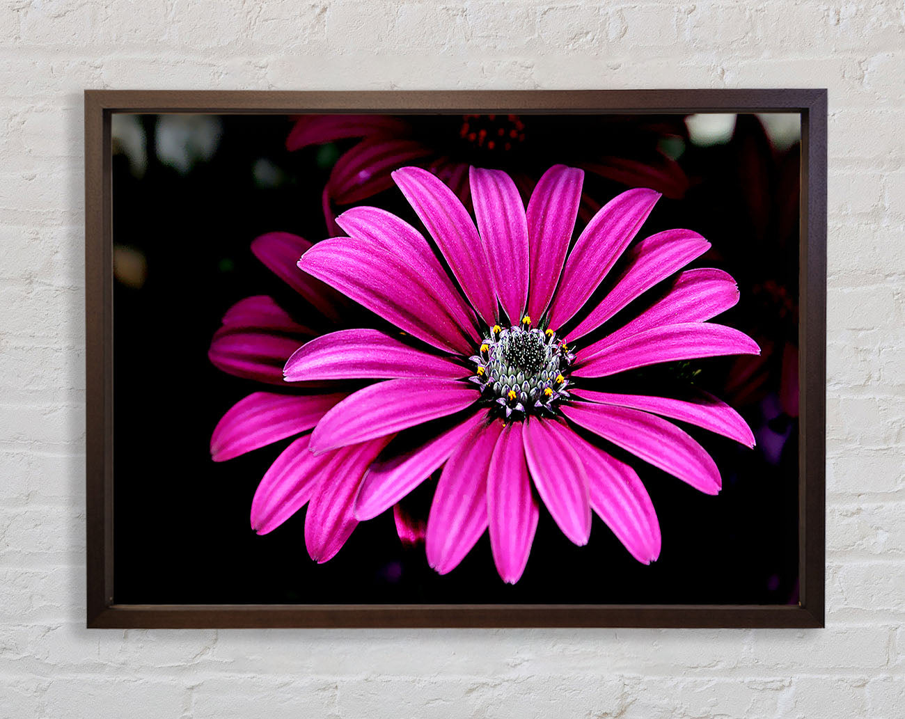 Cerise Daisy Petals Framed Wall Art