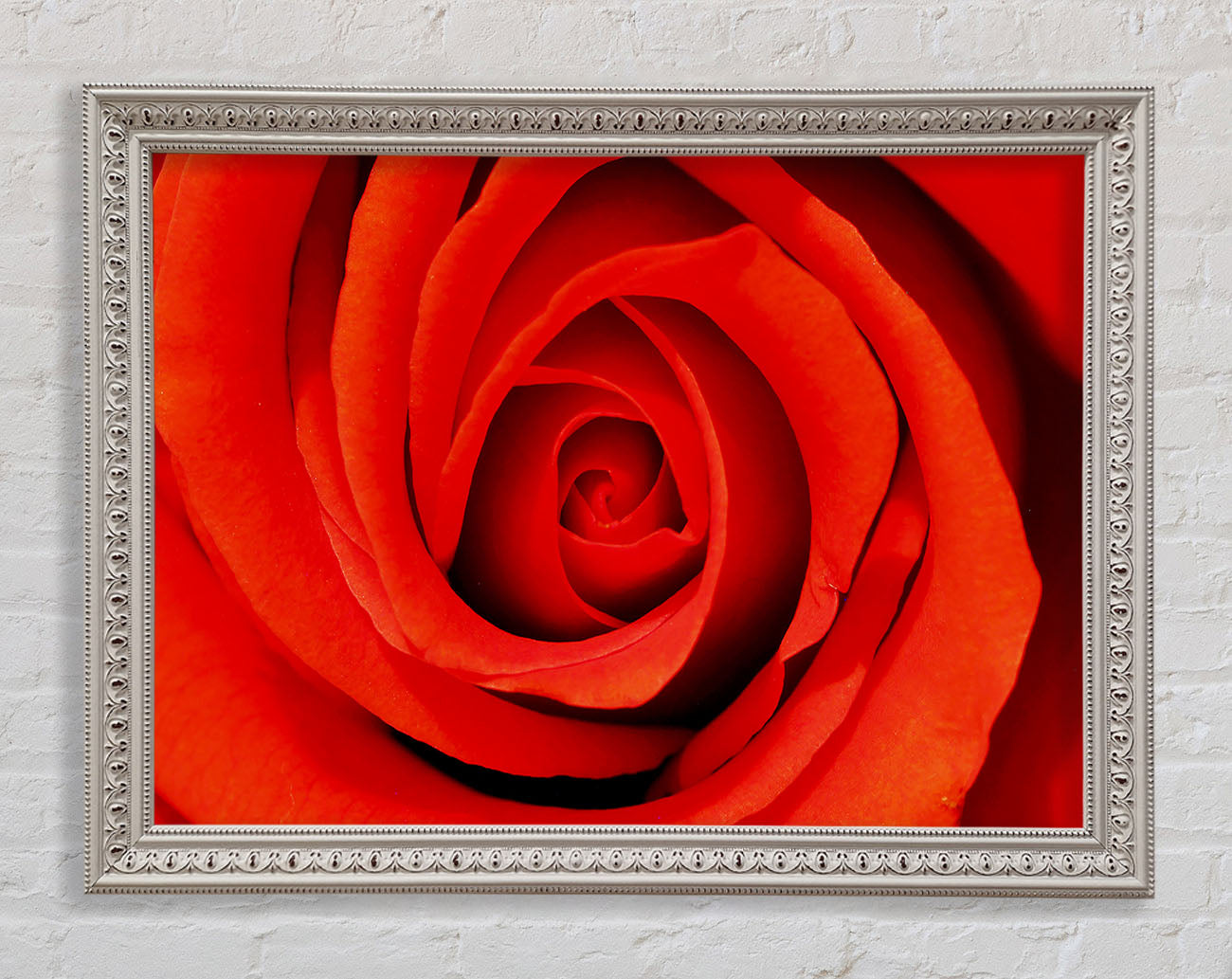 Close-Up Of A Beautiful Rose Framed Wall Art