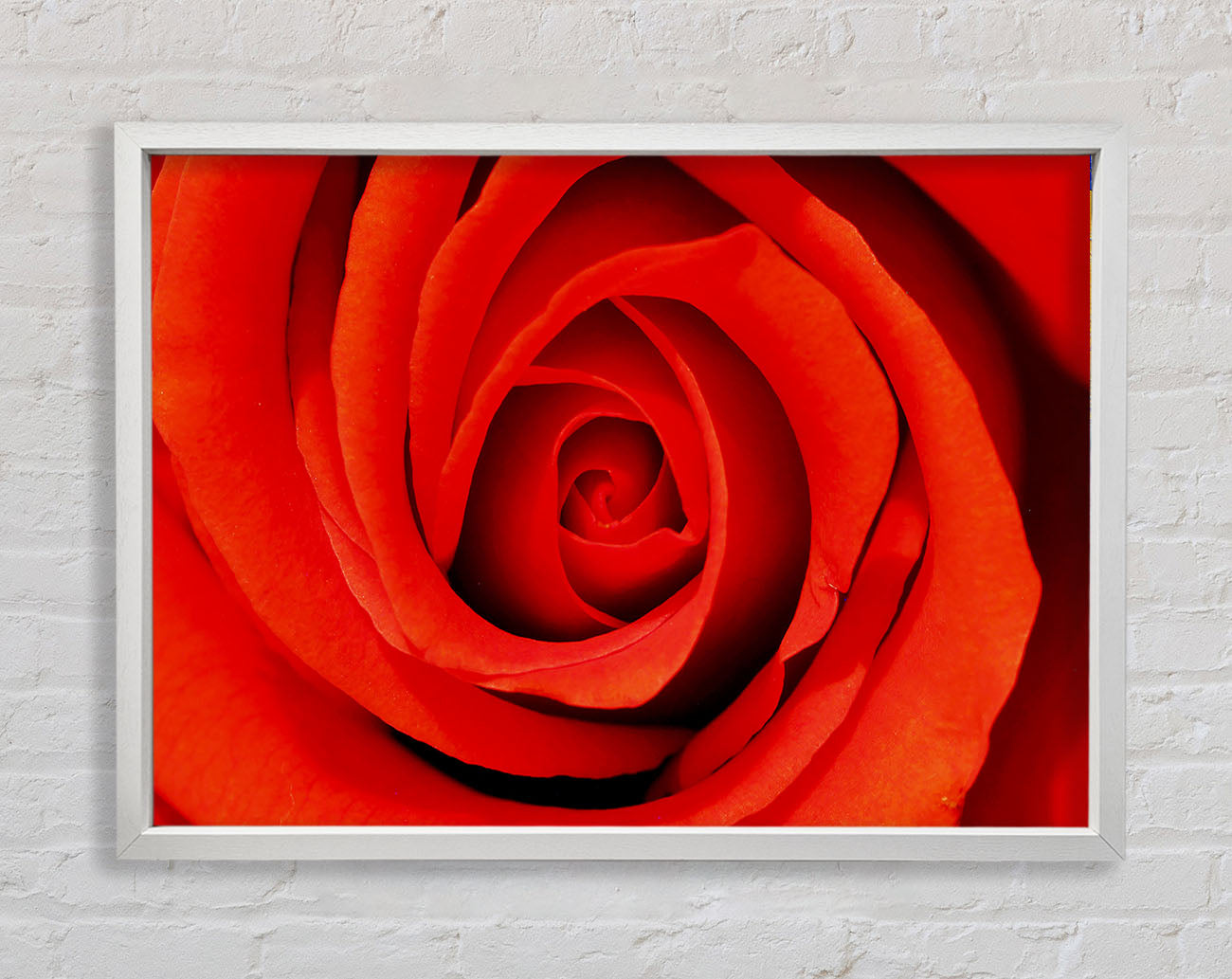 Close-Up Of A Beautiful Rose Framed Wall Art