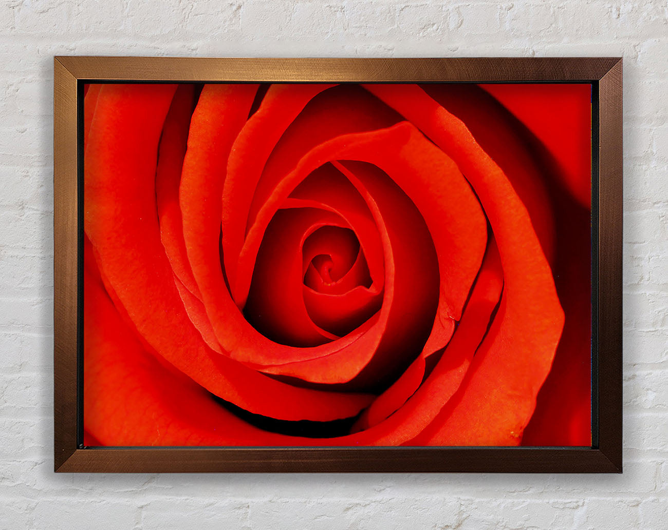 Close-Up Of A Beautiful Rose Framed Wall Art