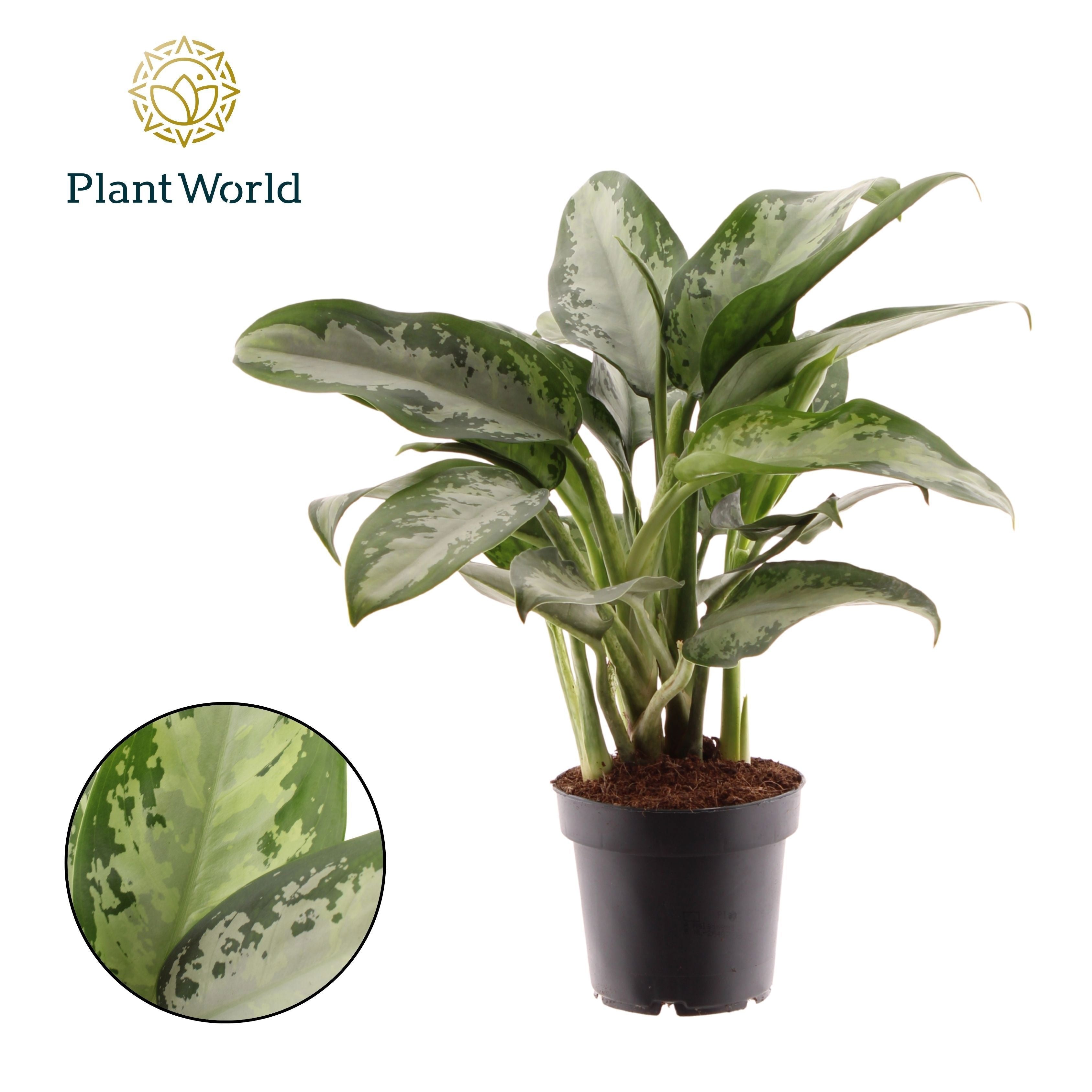 Aglaonema Jubilee Petite