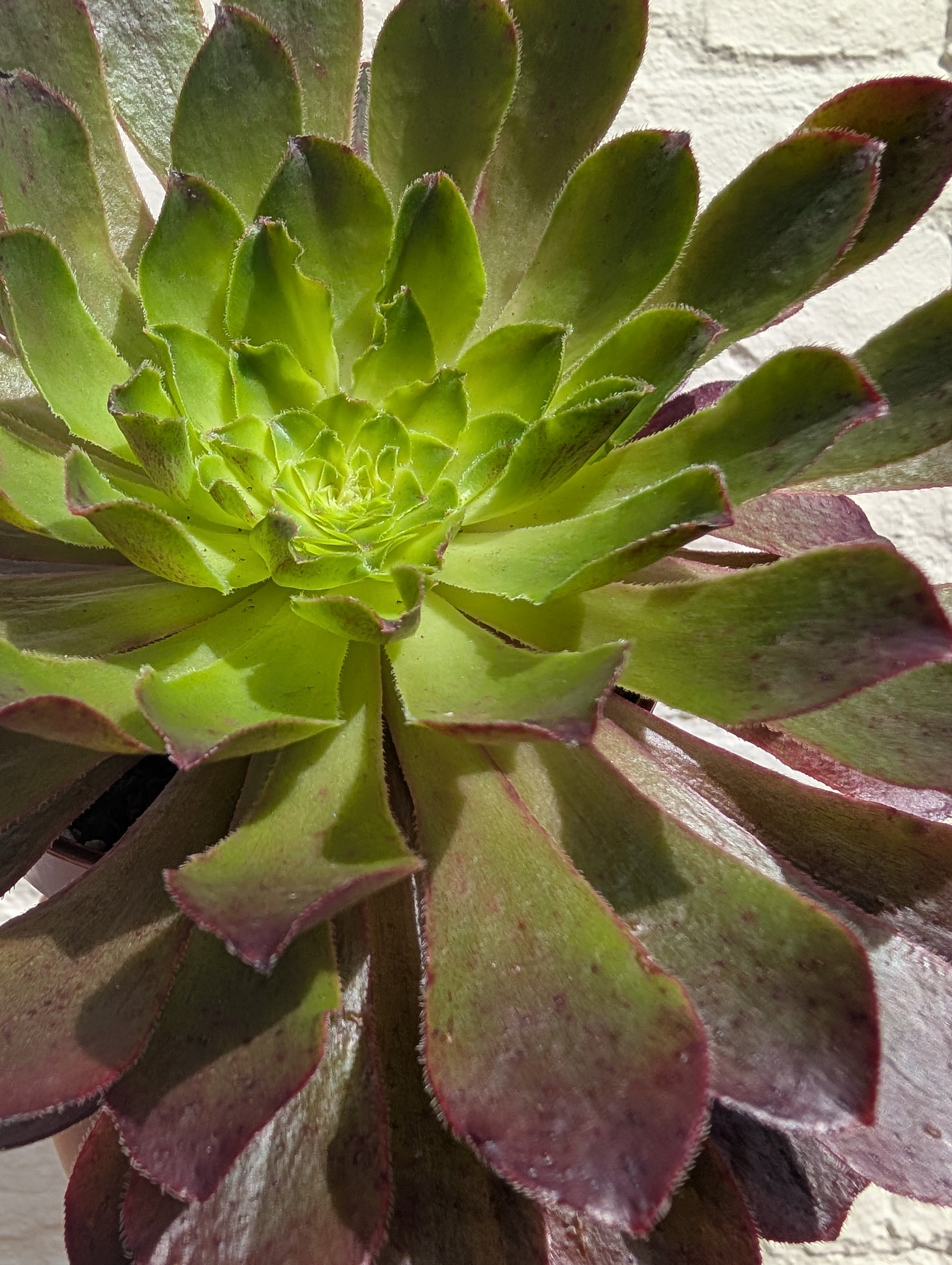 Semponium 'Sienna' (Aeonium/ Succulent/ Tree Leek)