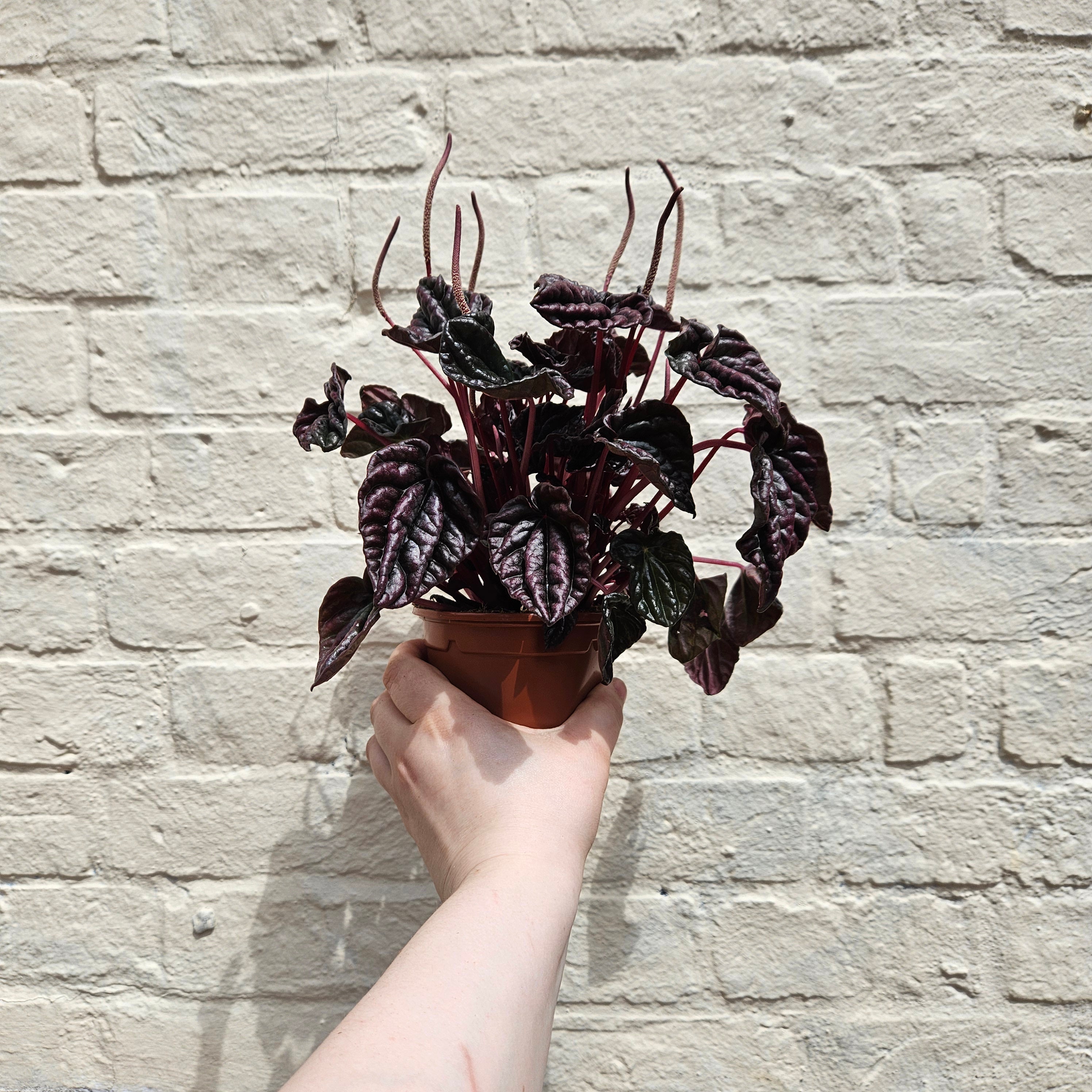 Peperomia caperata 'Red Luna' (Radiator Plant)