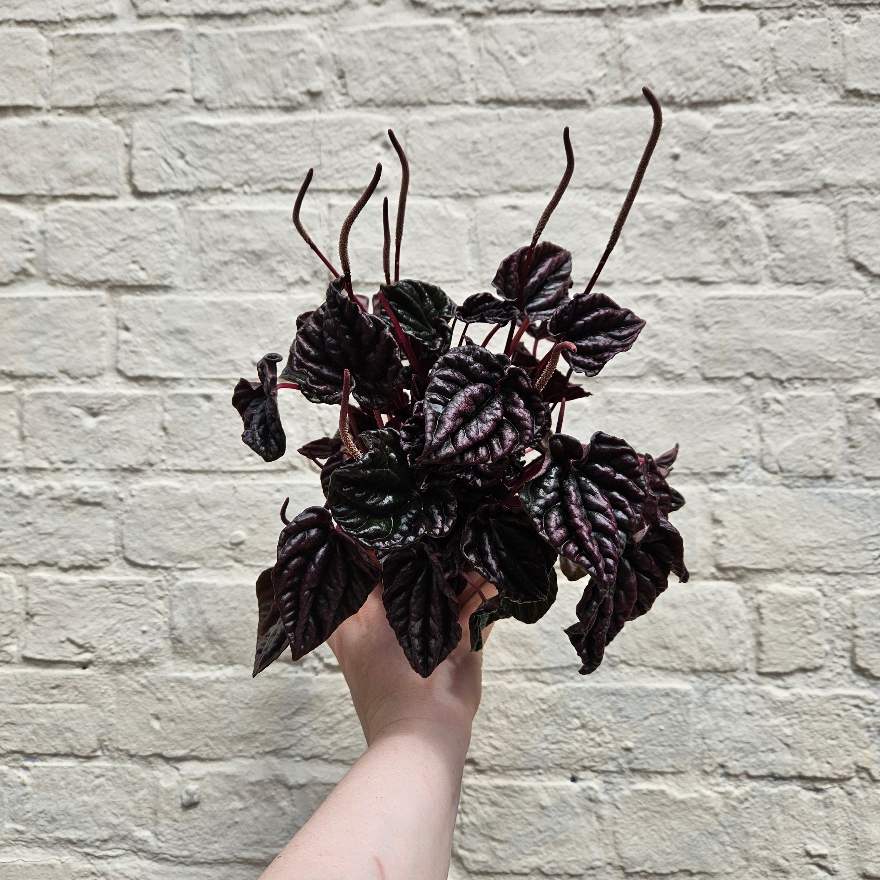 Peperomia caperata 'Red Luna' (Radiator Plant)