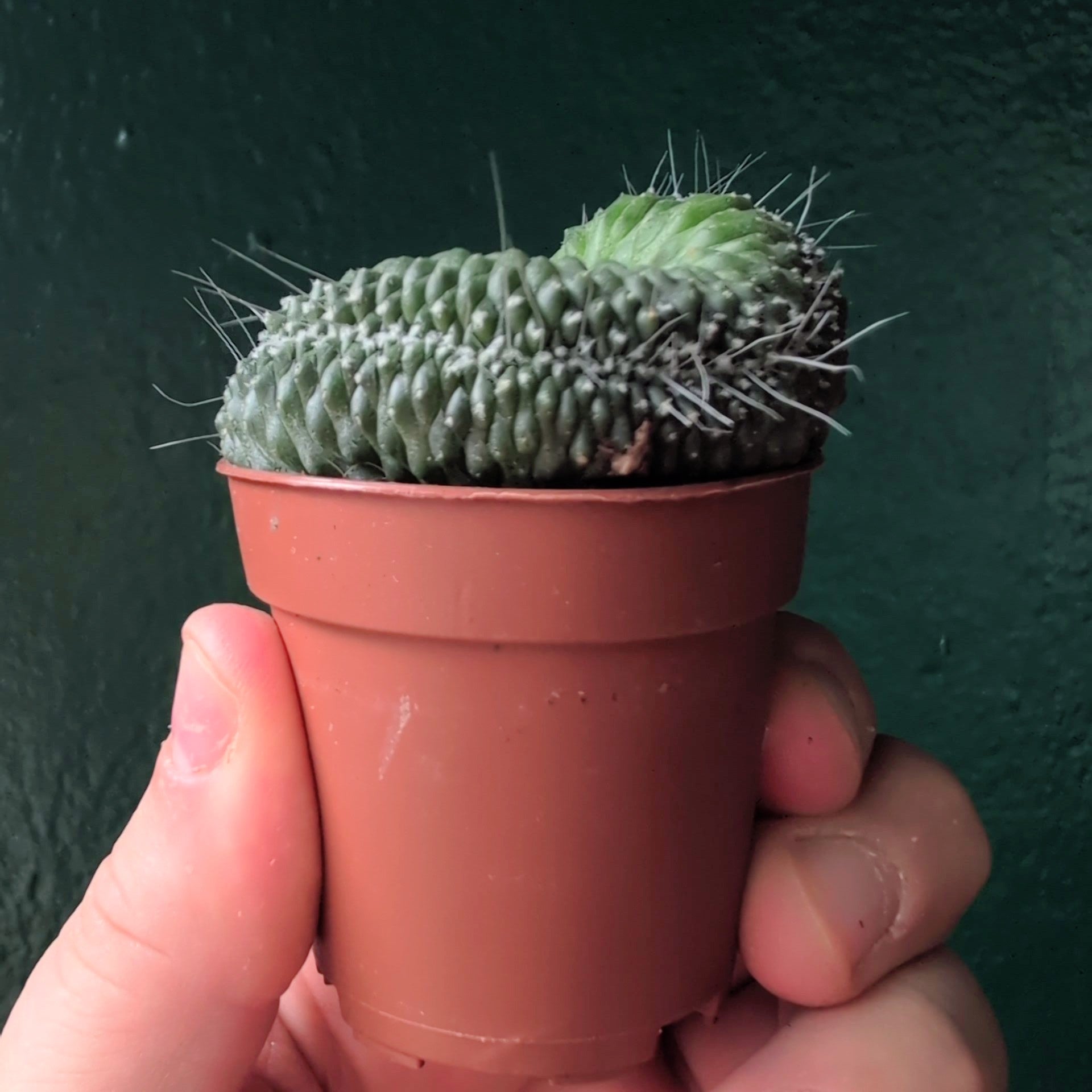 Mammillaria spinosissima 'Un Pico Cristata' (Crested Cactus)