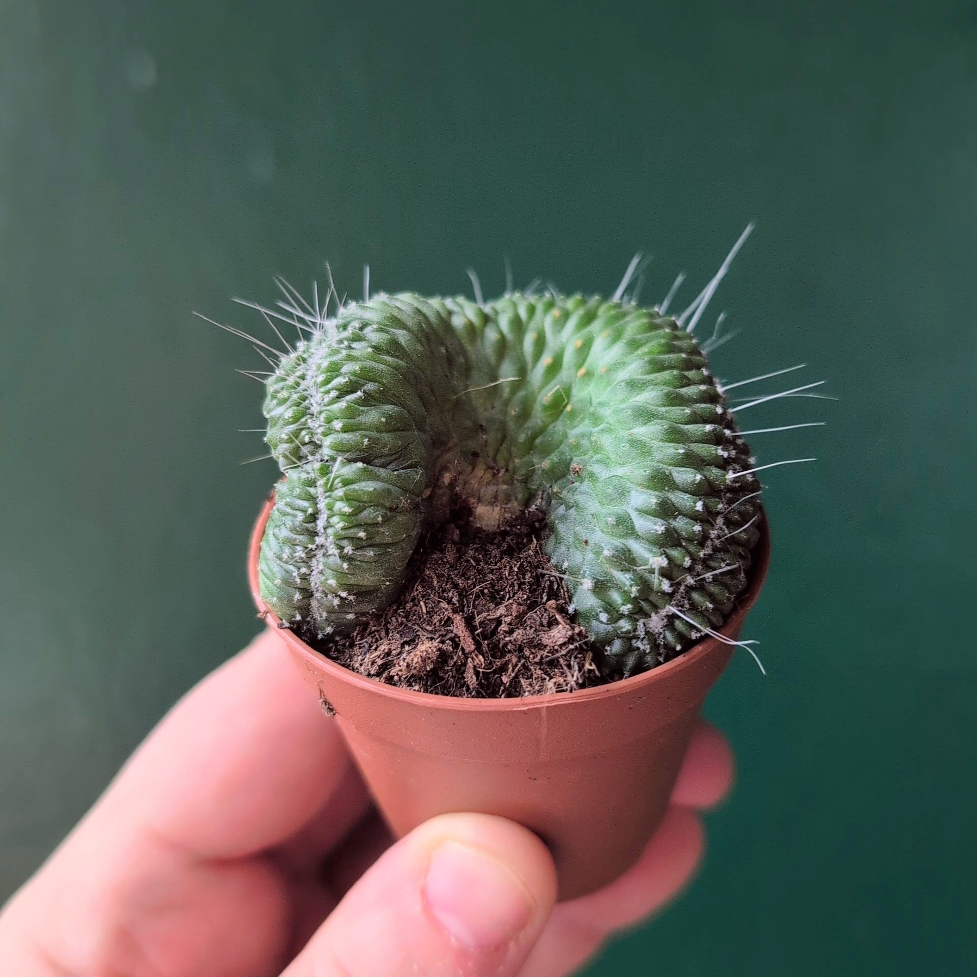 Mammillaria spinosissima 'Un Pico Cristata' (Crested Cactus)