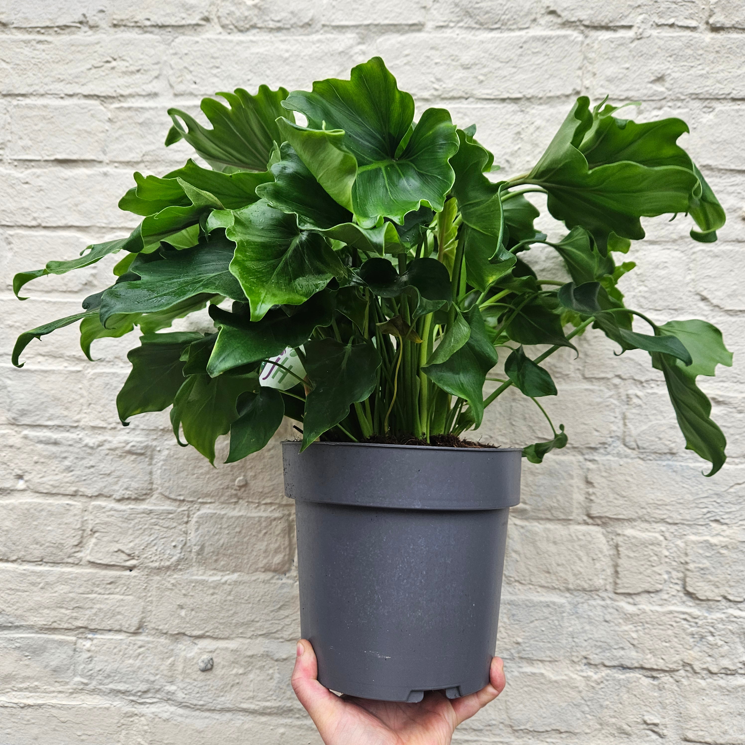Thaumatophyllum bipinnatifidum syn. Philodendron selloum 'Little Hope' (Tree Philodendron) Various sizes