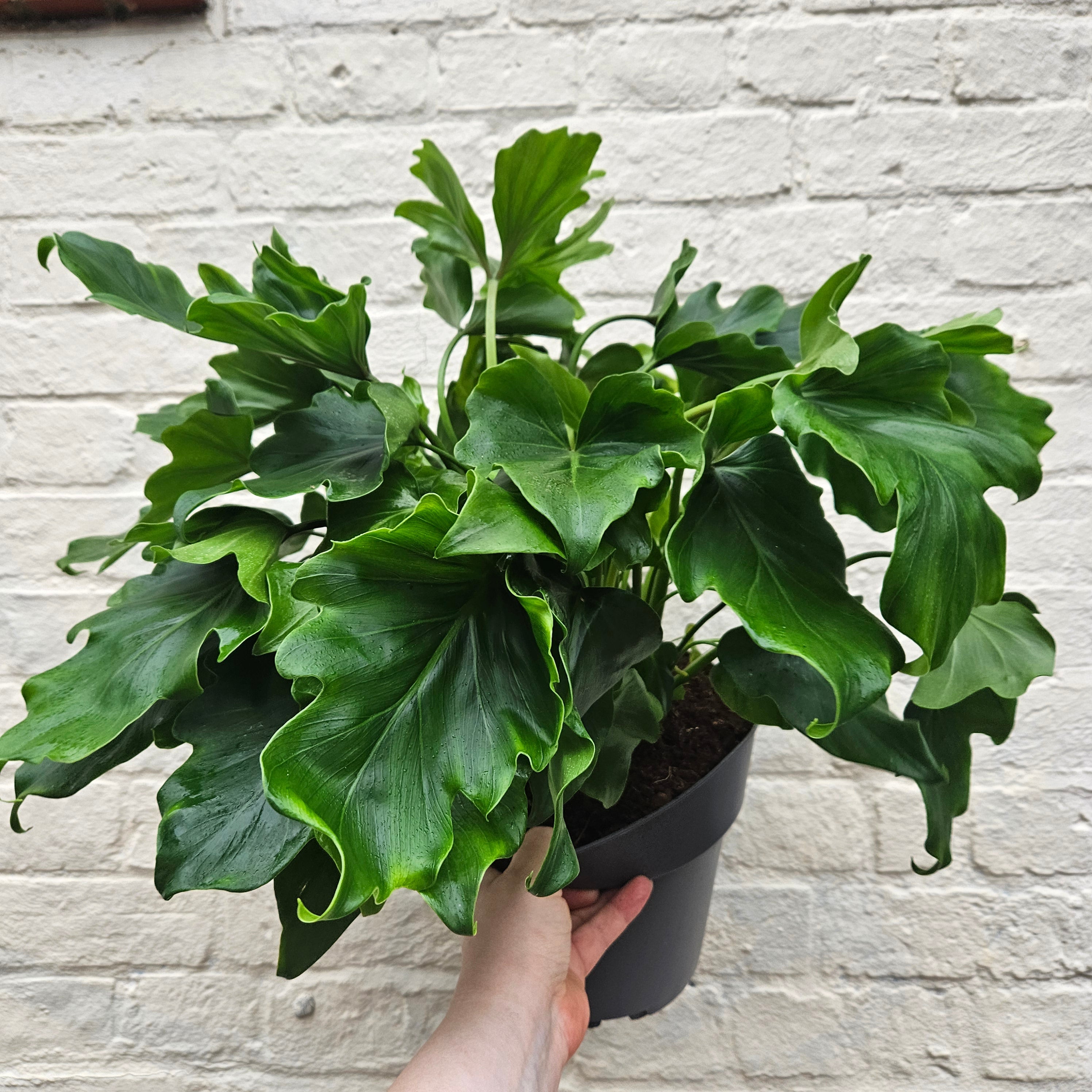 Thaumatophyllum bipinnatifidum syn. Philodendron selloum 'Little Hope' (Tree Philodendron) Various sizes