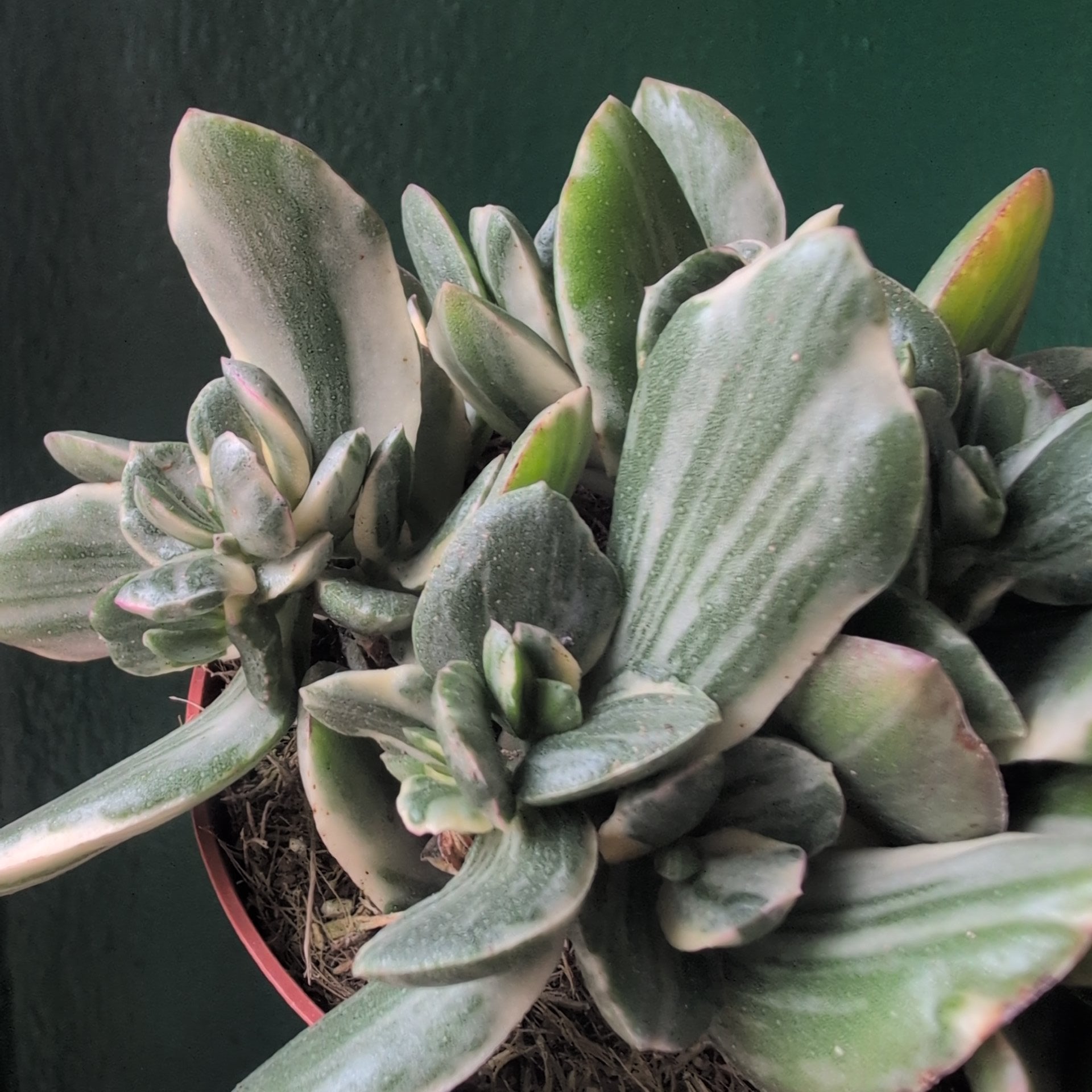 Crassula ovata ‘Variegata’ (Jade plant)