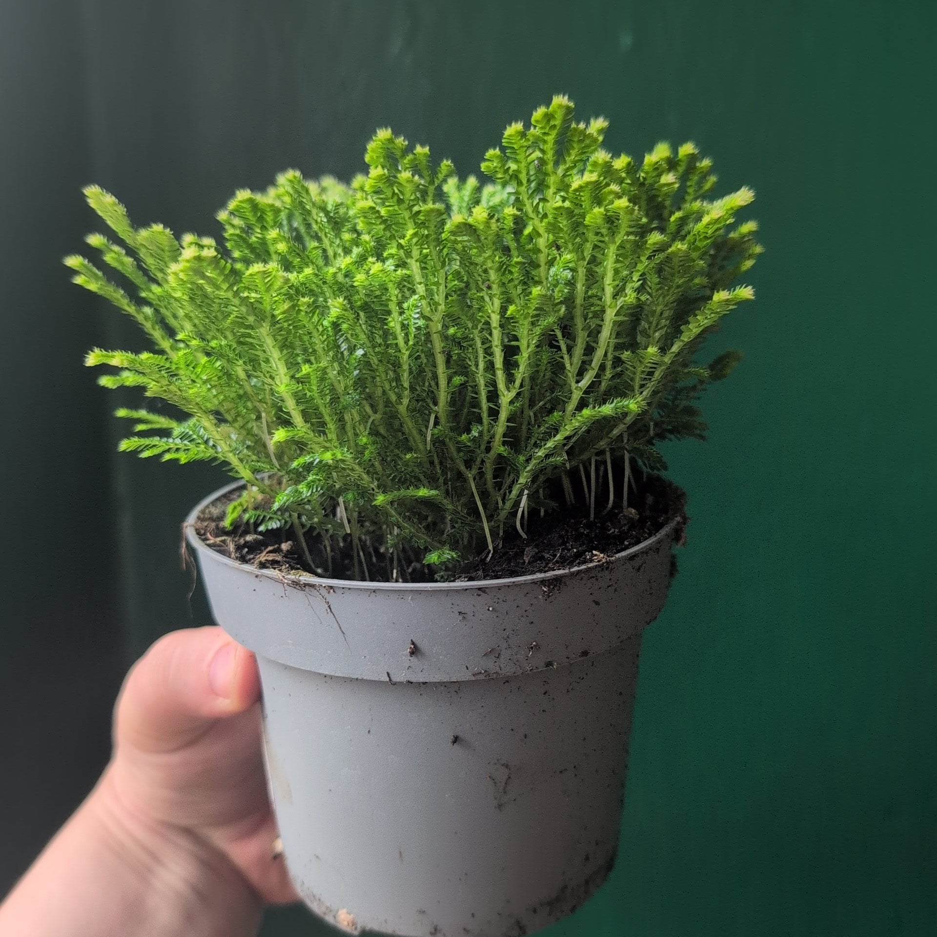 Selaginella martensii 'Jori' (Creeping Moss)