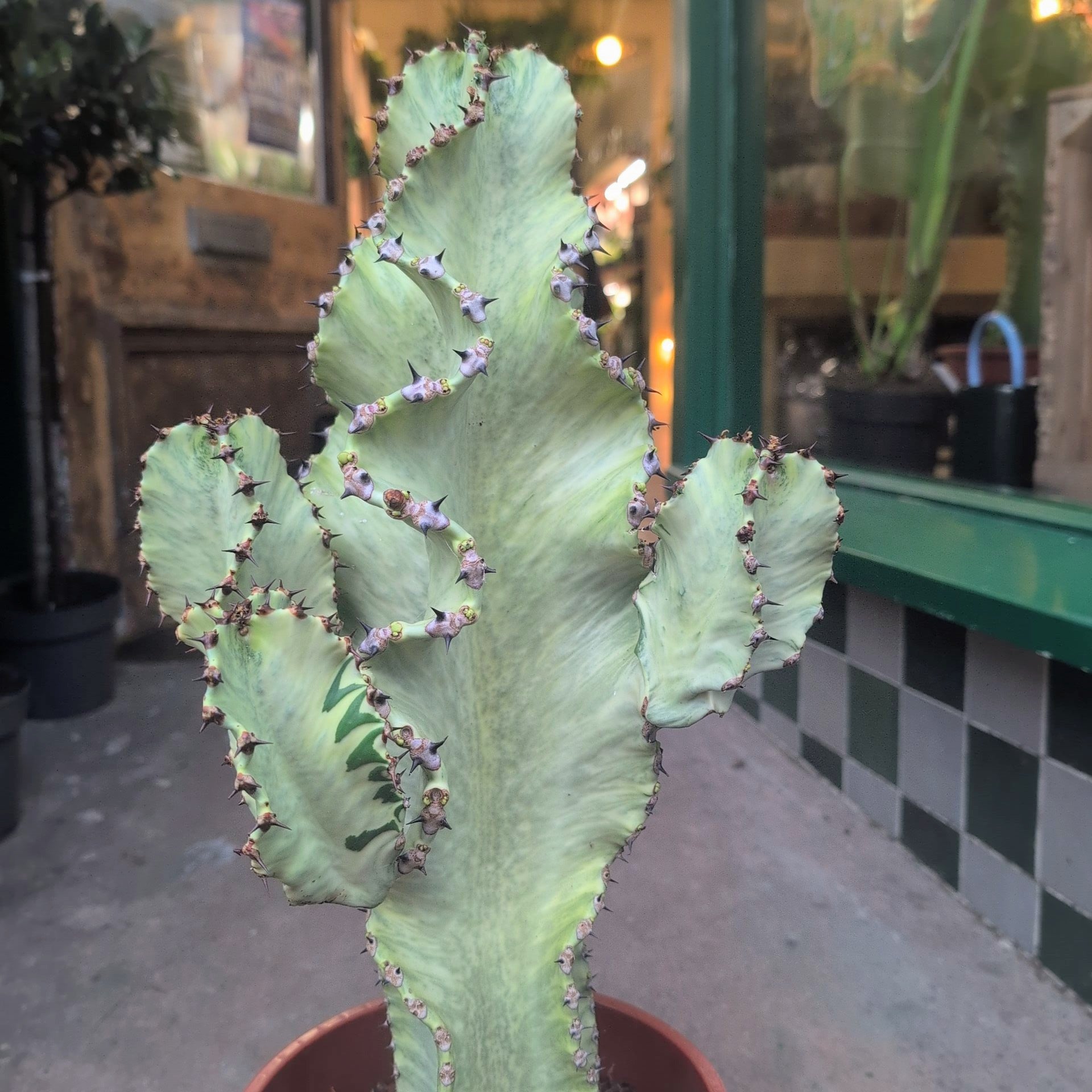Euphorbia erytrea variegata (Variegated Candelabara Cactus)