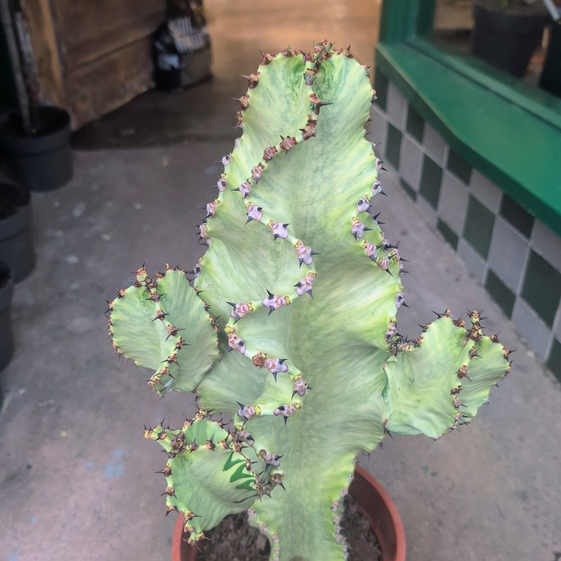Euphorbia erytrea variegata (Variegated Candelabara Cactus)