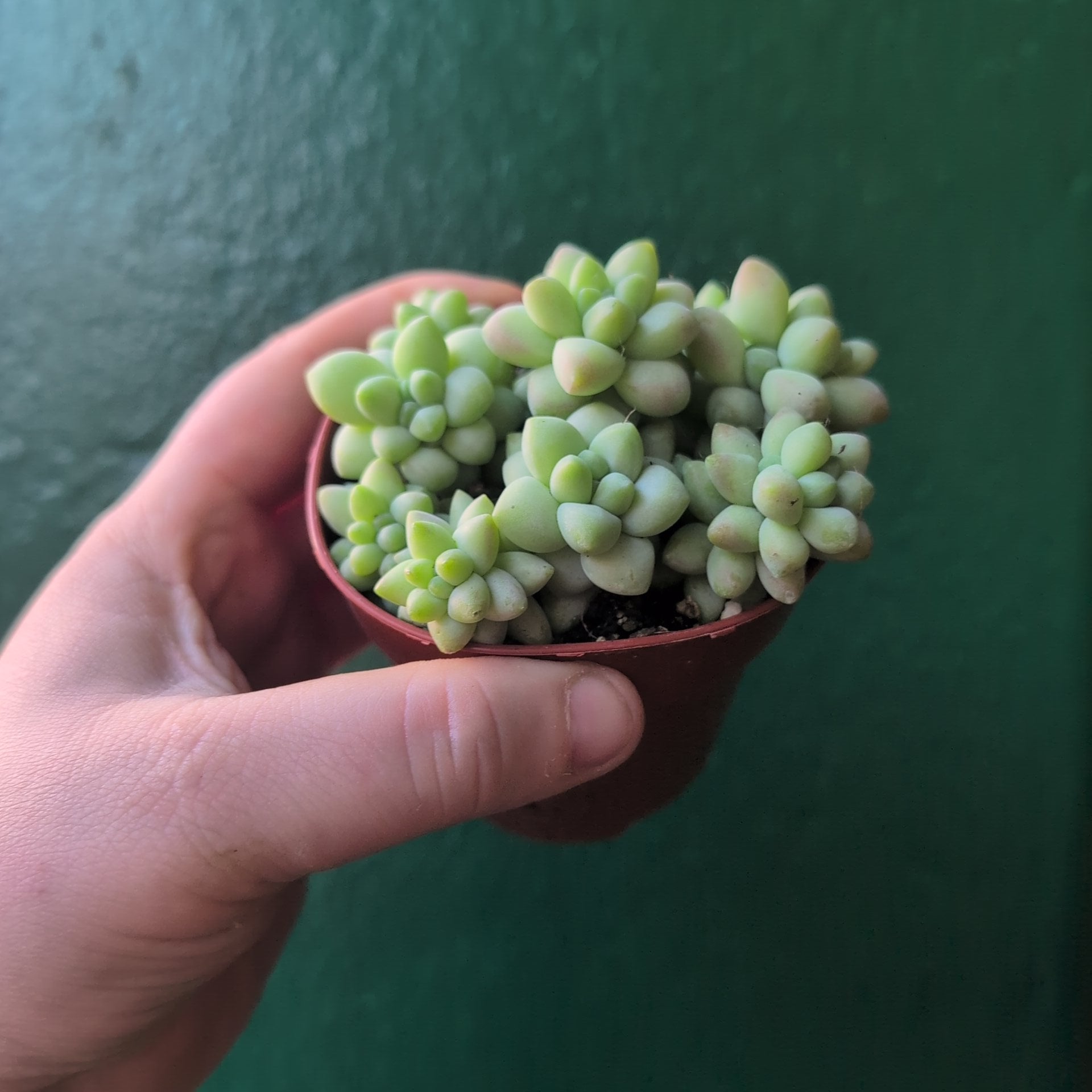 Sedum morganianum 'Burrito' (Donkey Tail)