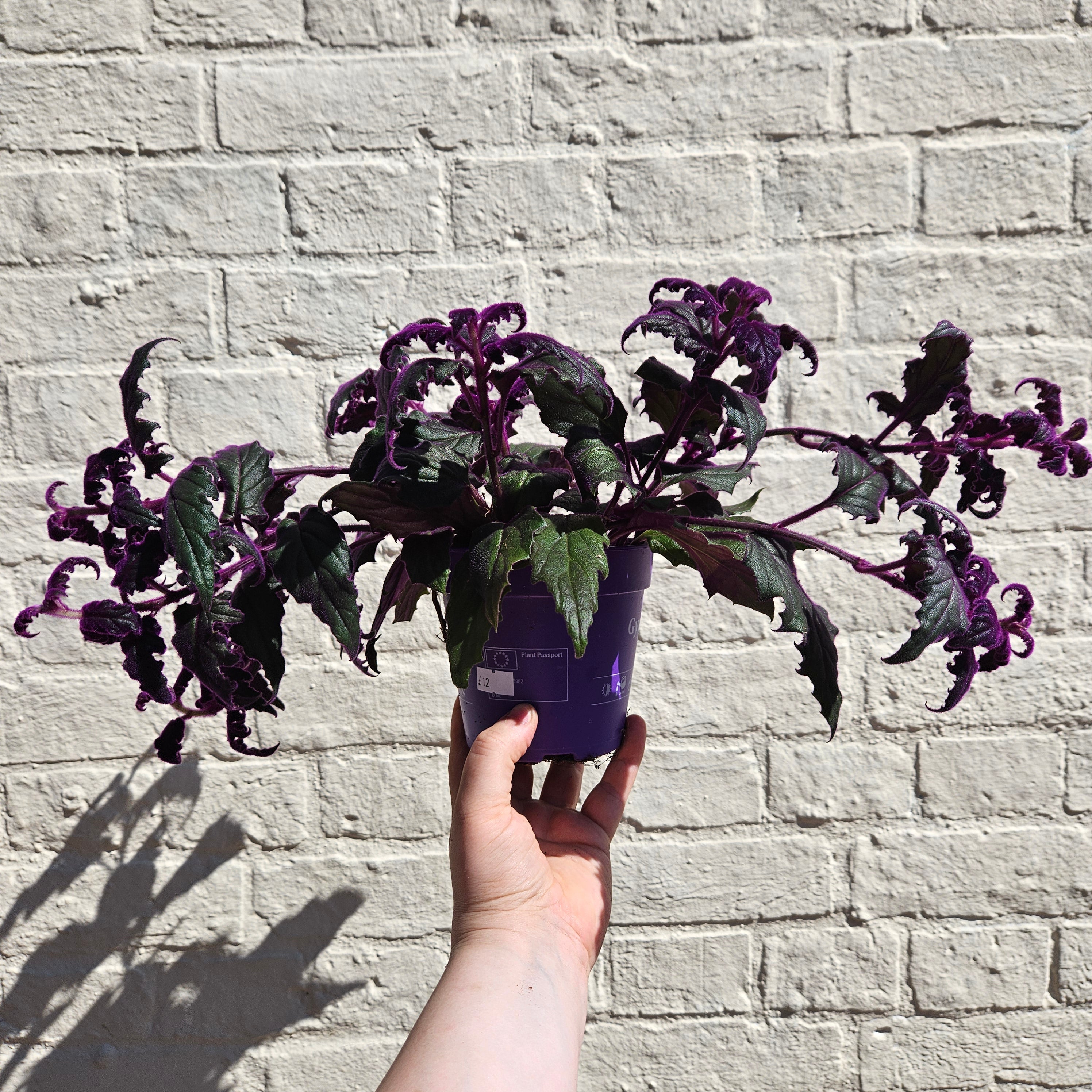 Gynura aurantiaca (Velvet plant)