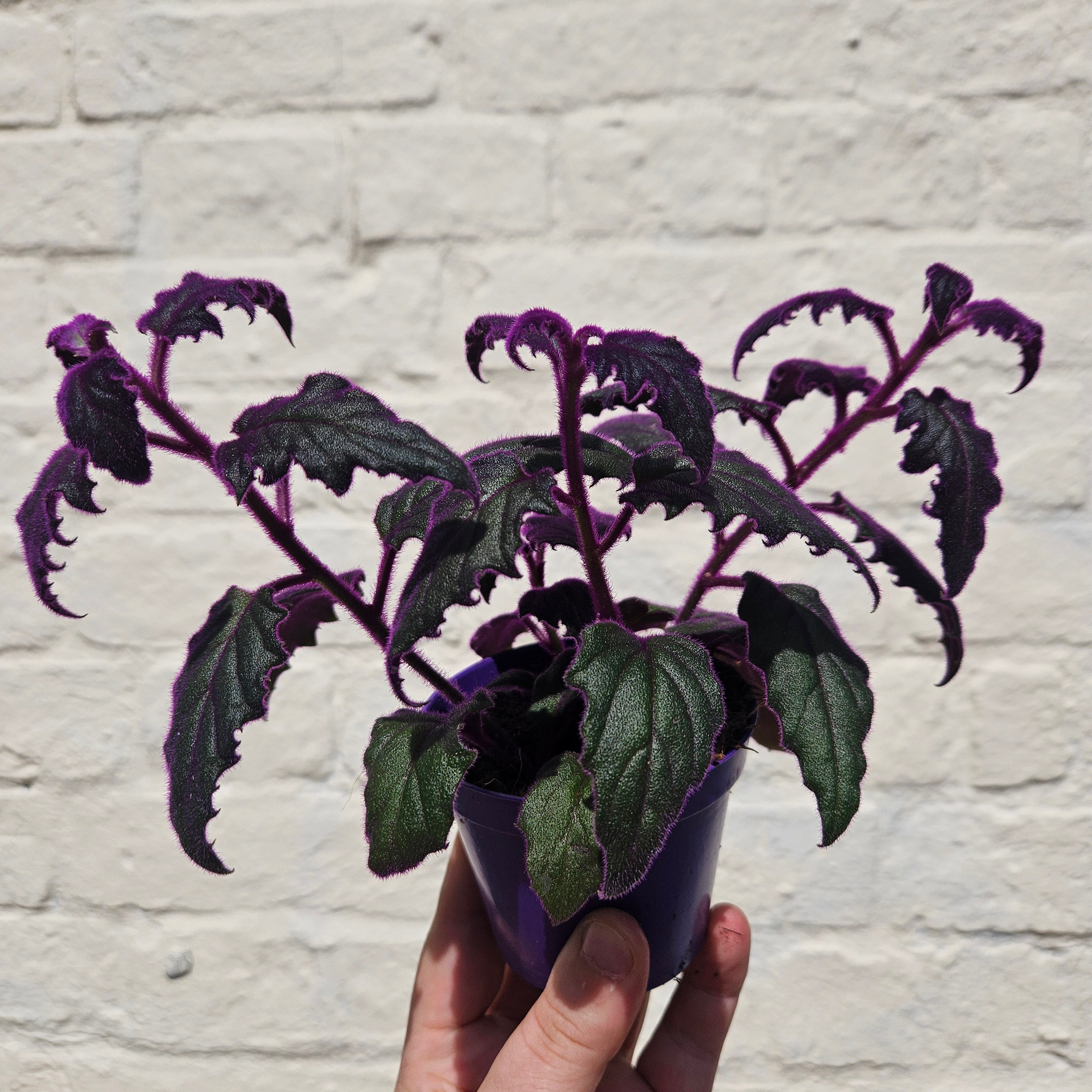 Gynura aurantiaca (Velvet plant)
