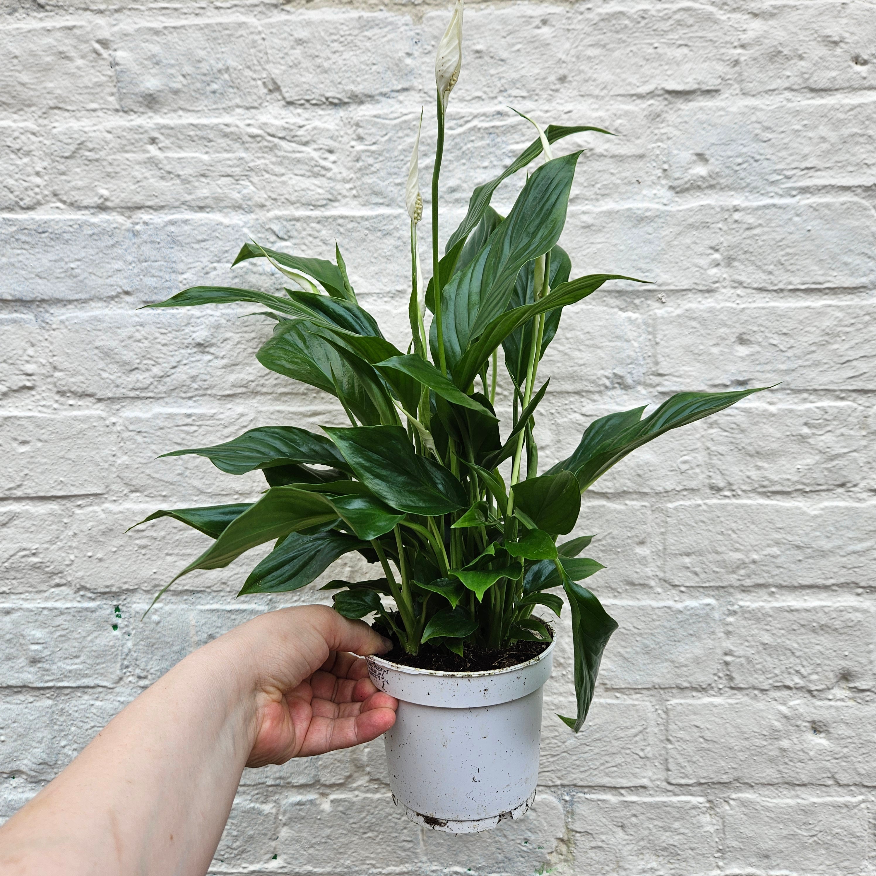 Spathiphyllum 'Bellini' (Peace lily)