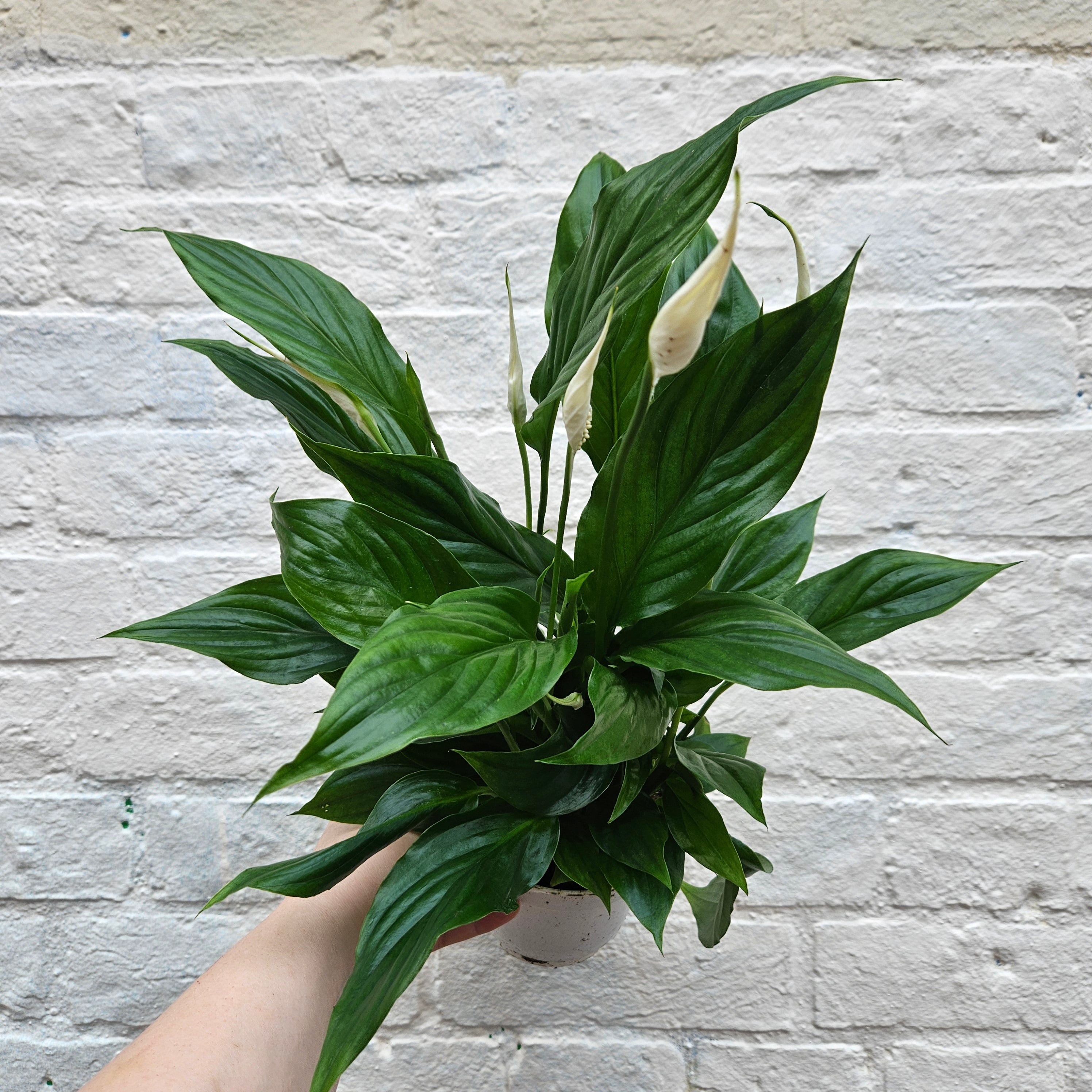 Spathiphyllum 'Bellini' (Peace lily)