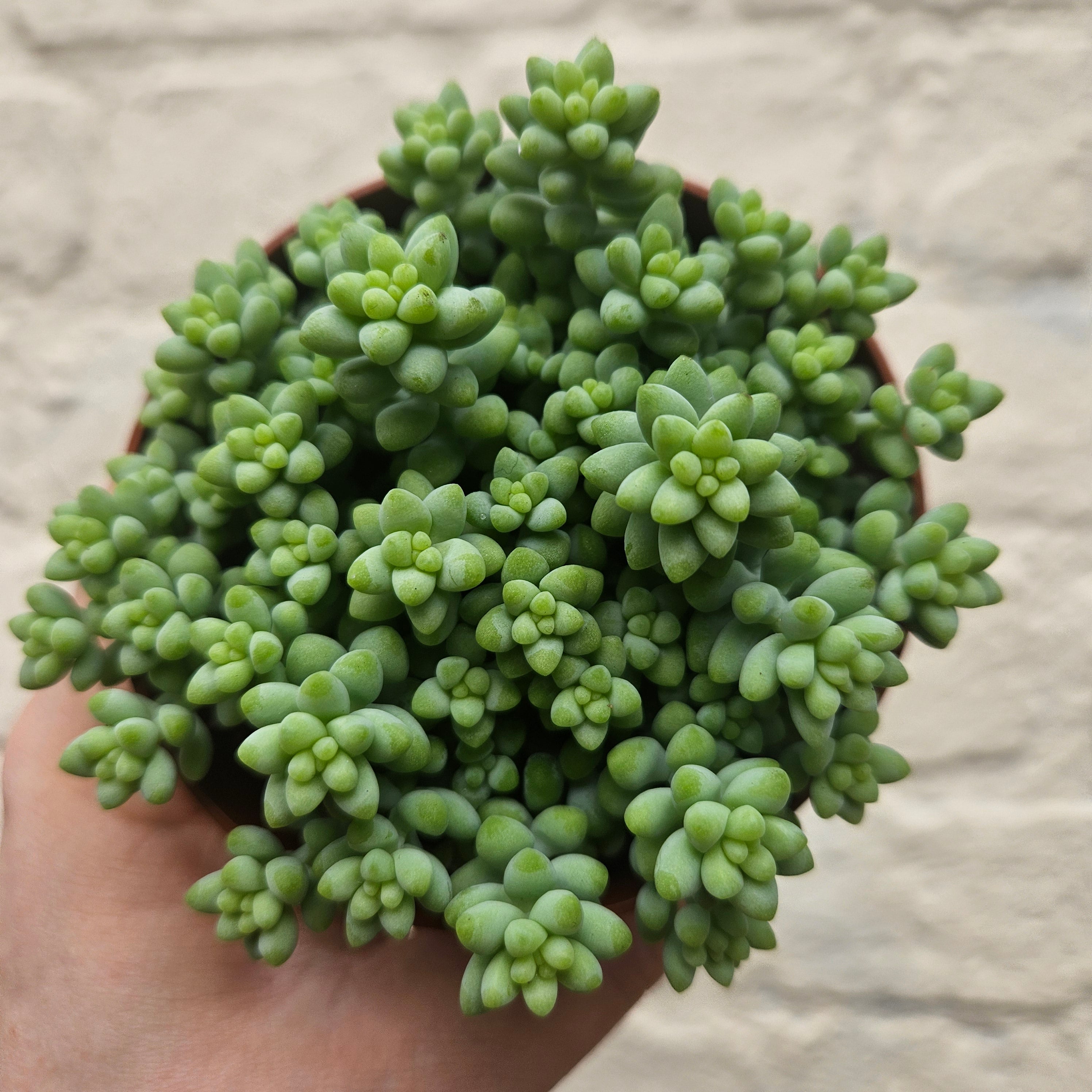 Sedum morganianum 'Burrito' (Donkey Tail)