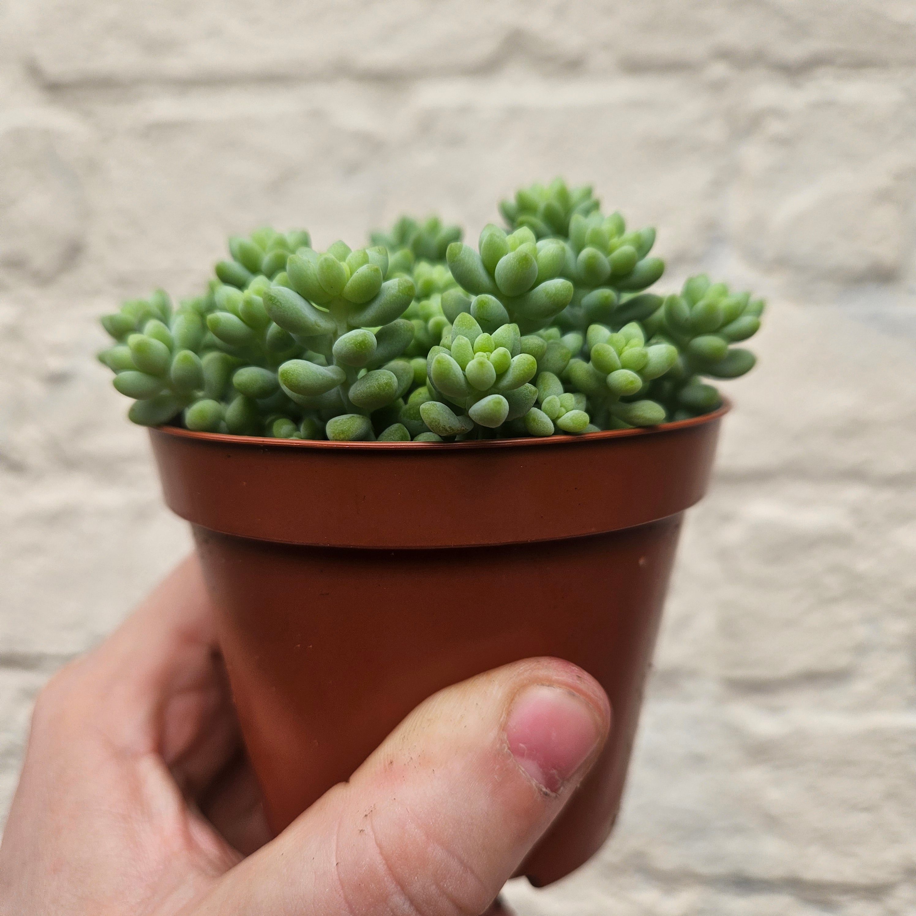 Sedum morganianum 'Burrito' (Donkey Tail)