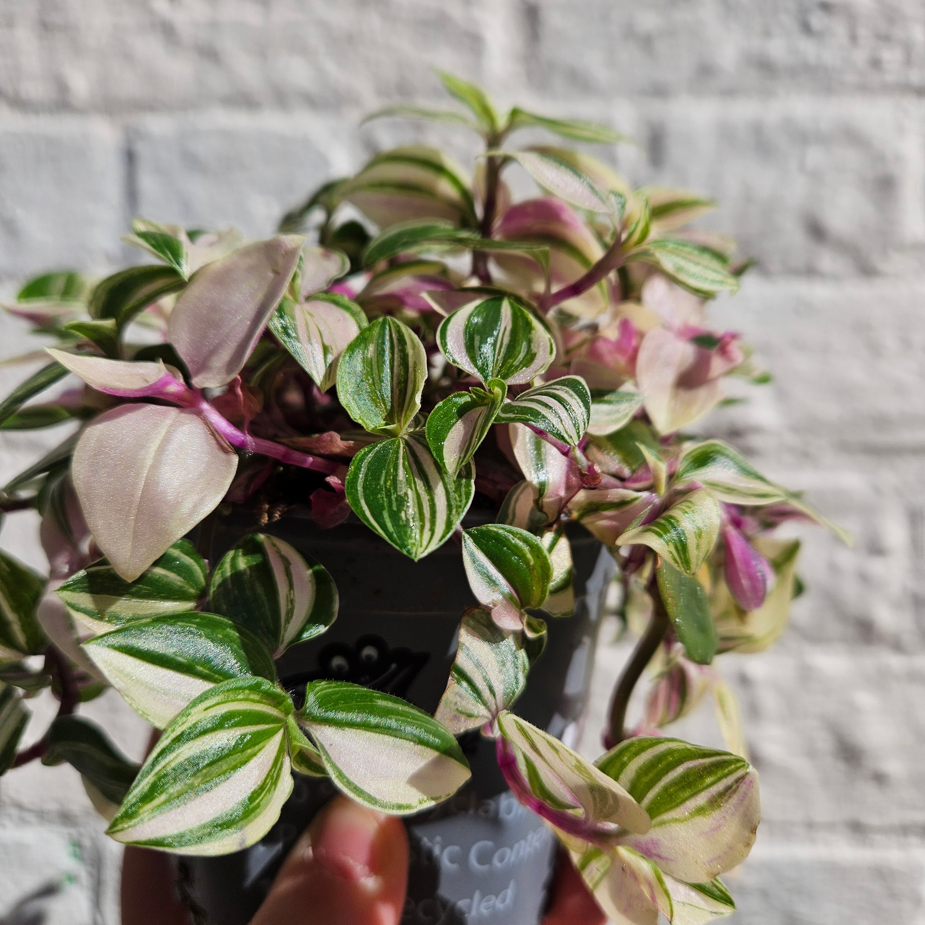 Tradescantia flumensis 'quadricolor' (Wandering dude/ Inch plant) in hanging pot