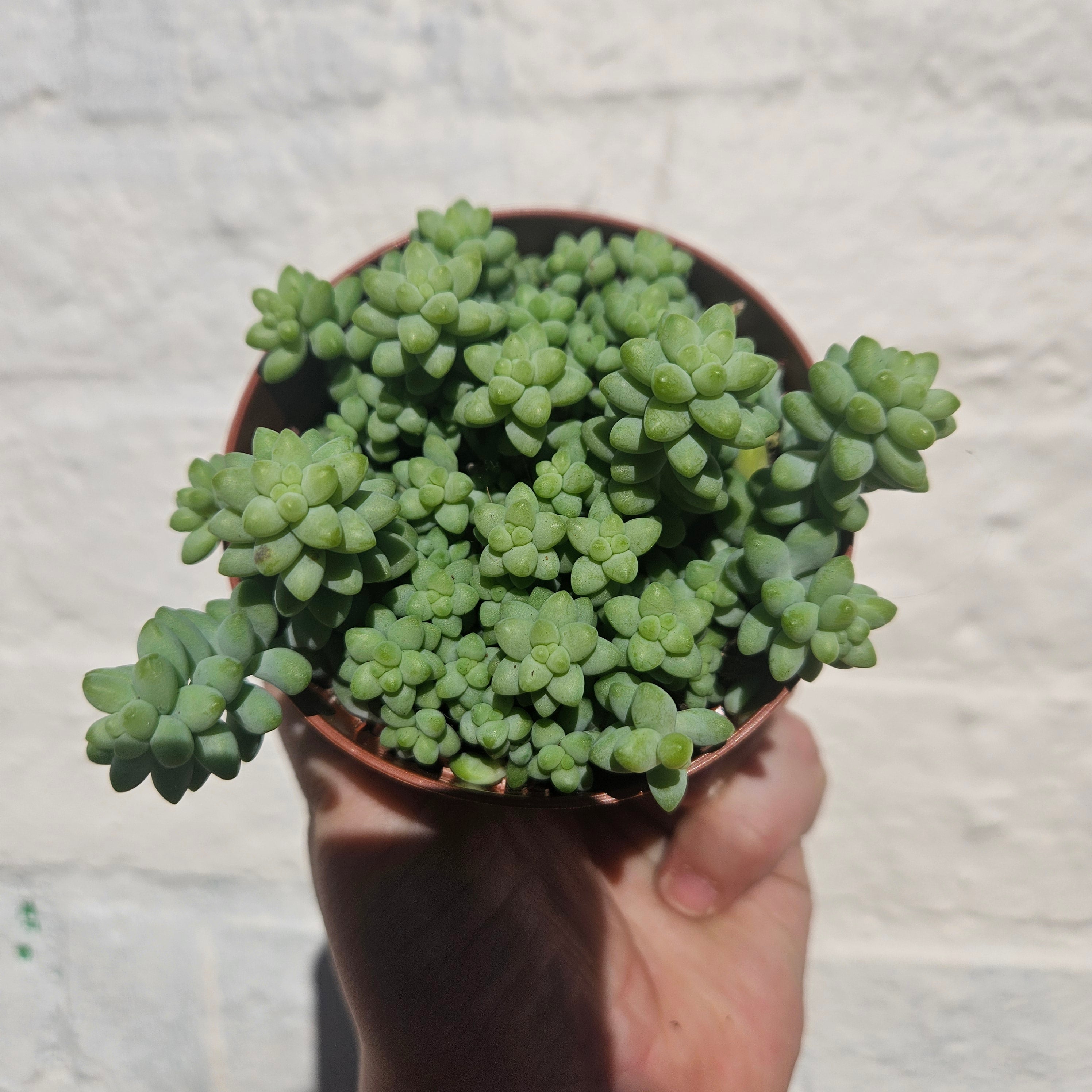 Sedum morganianum 'Burrito' (Donkey Tail)