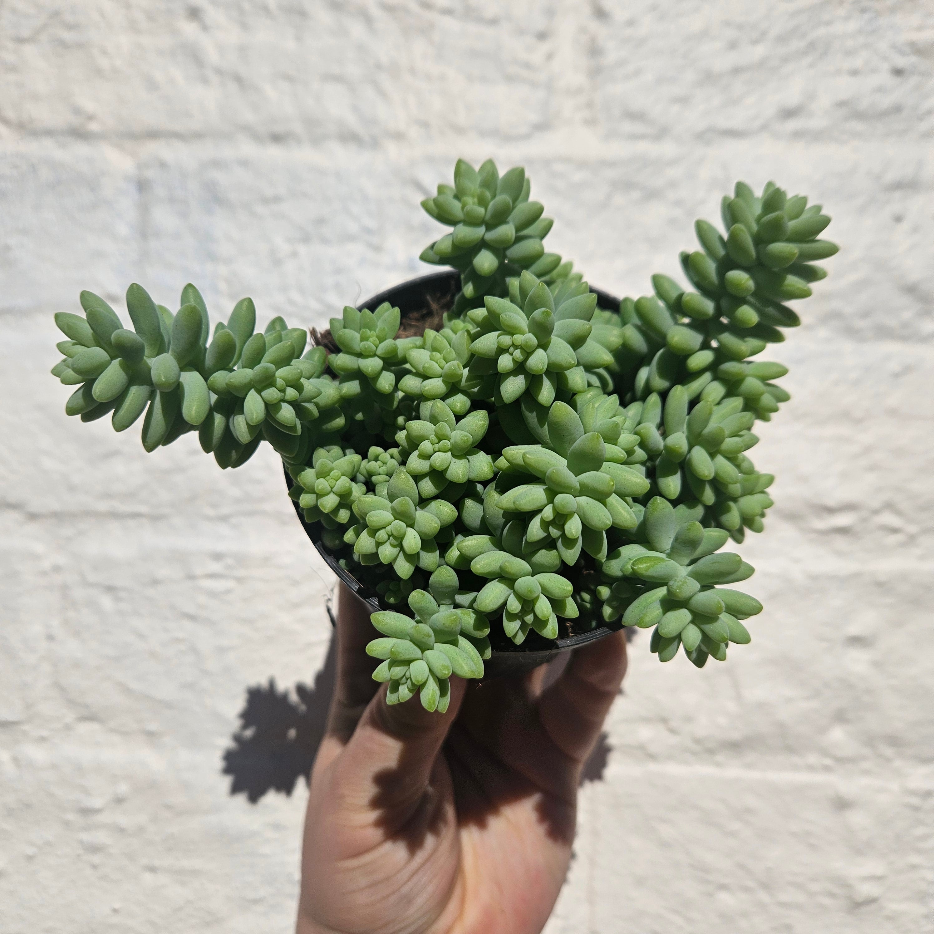 Sedum morganianum 'Burrito' (Donkey Tail)