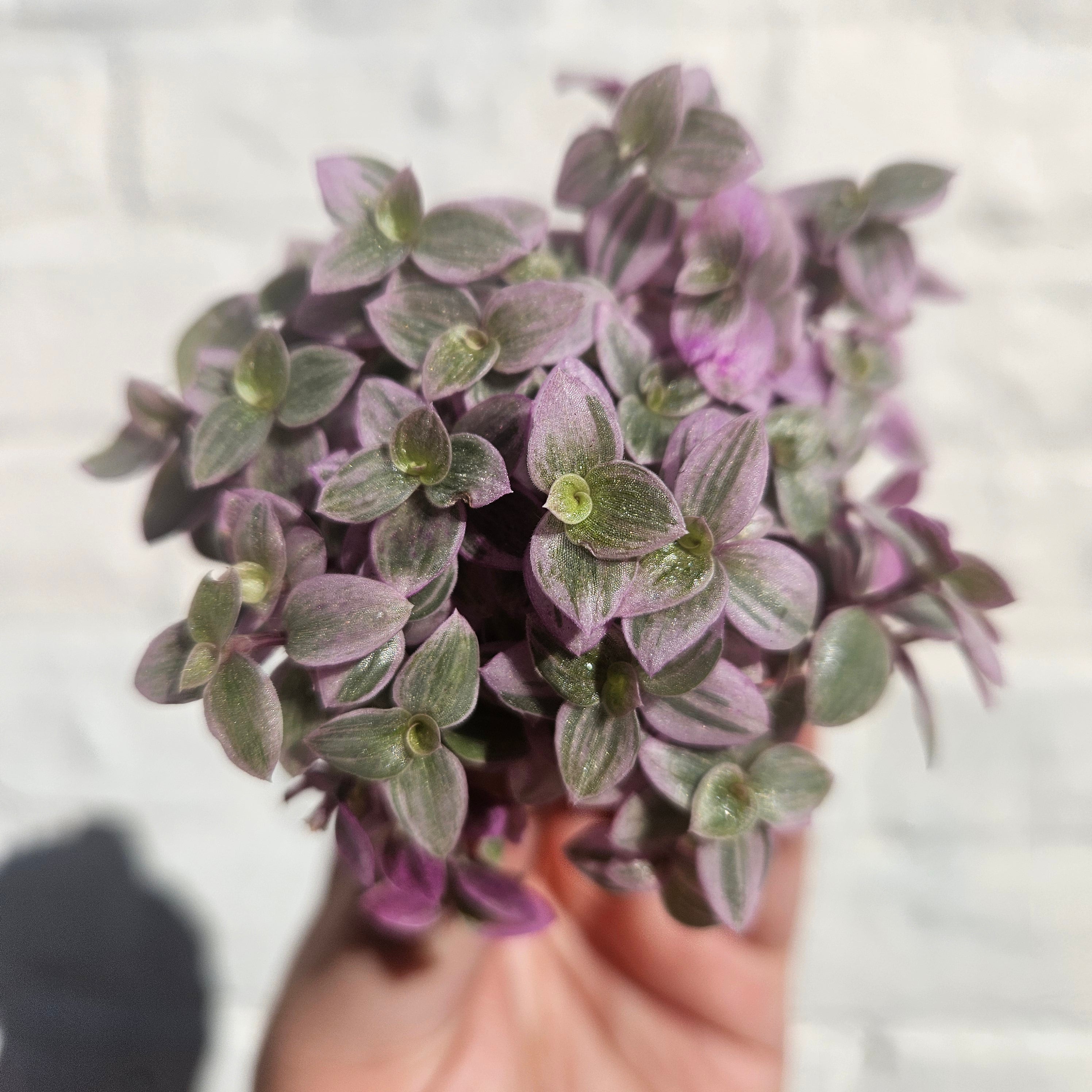 Callisia repens 'Rosato' (Pink Lady)