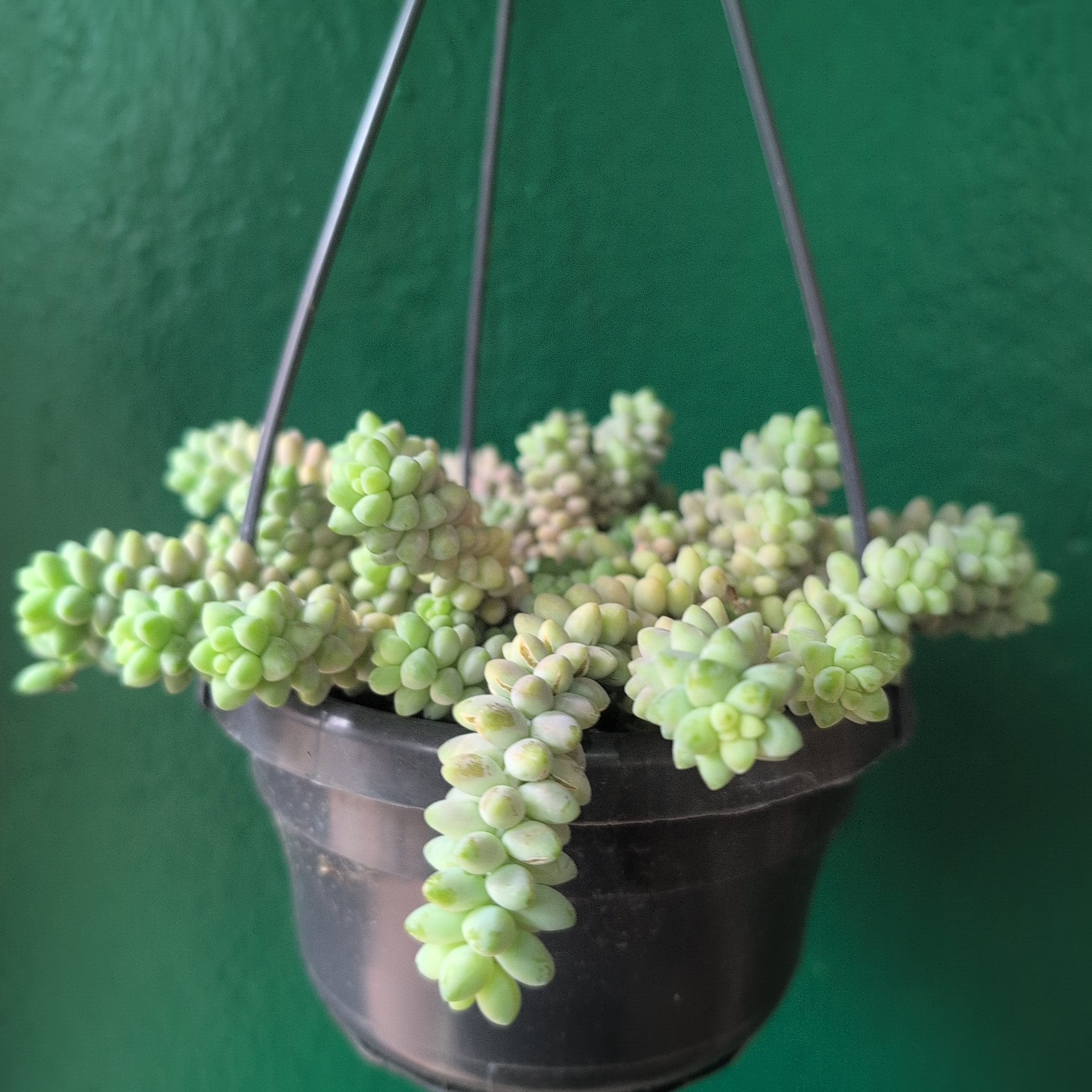 Sedum morganianum 'Burrito' (Donkey Tail)