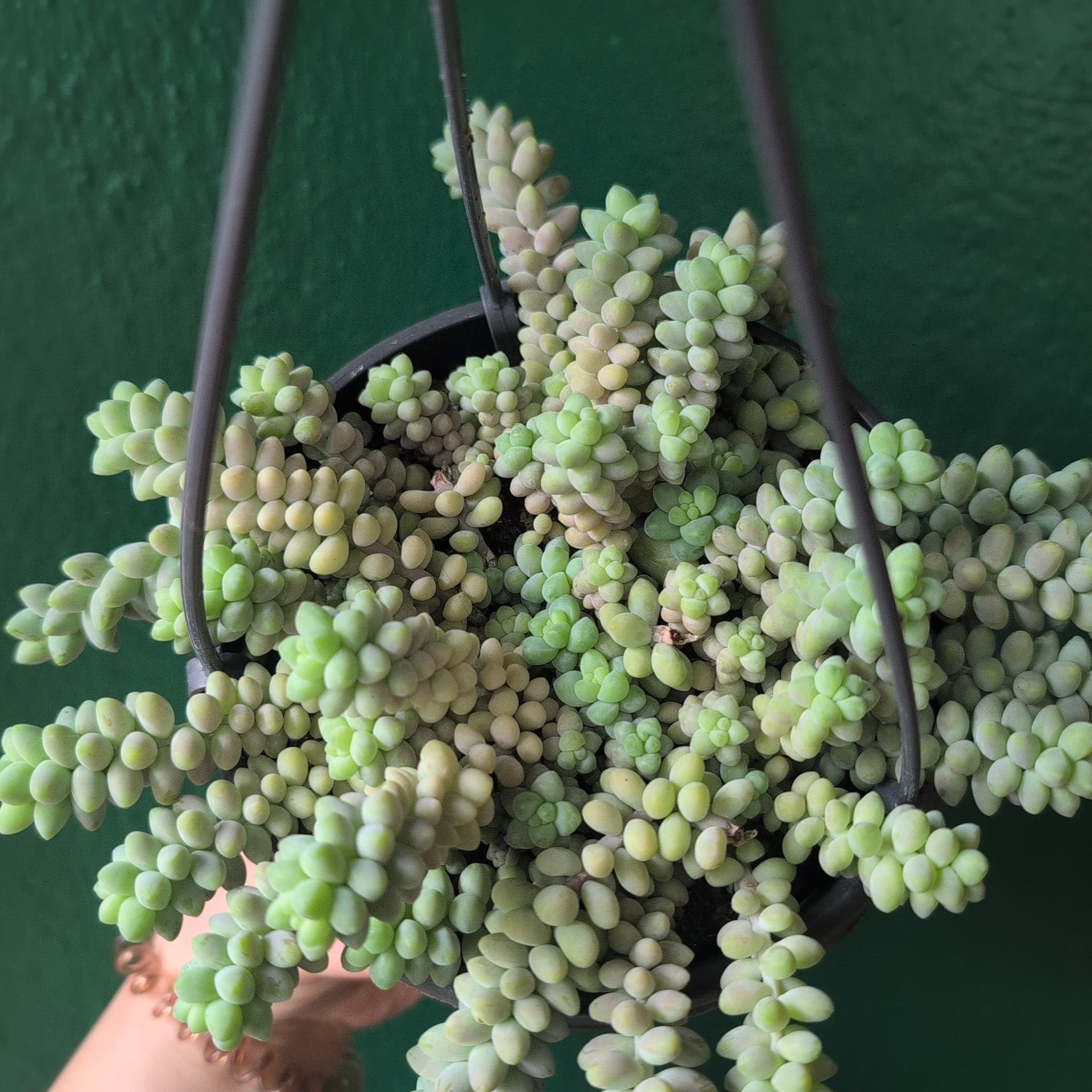 Sedum morganianum 'Burrito' (Donkey Tail)