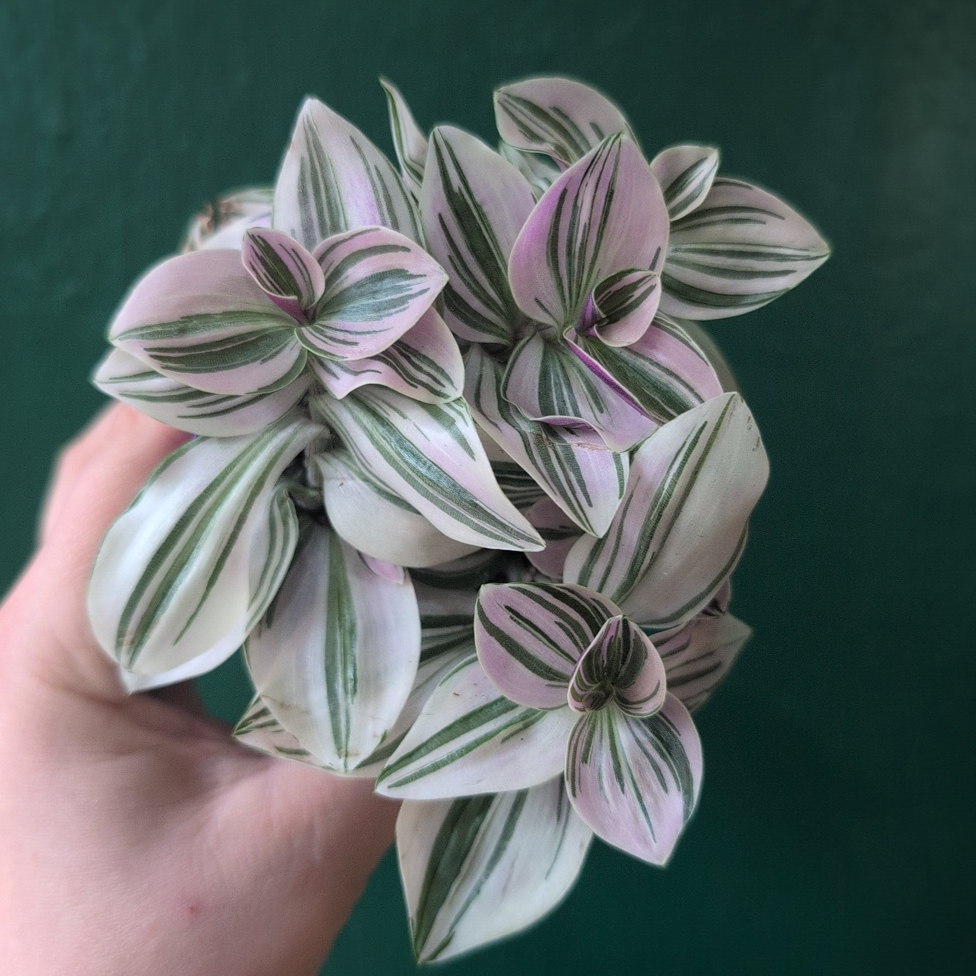 Tradescantia 'sweetness' (Inch plant)