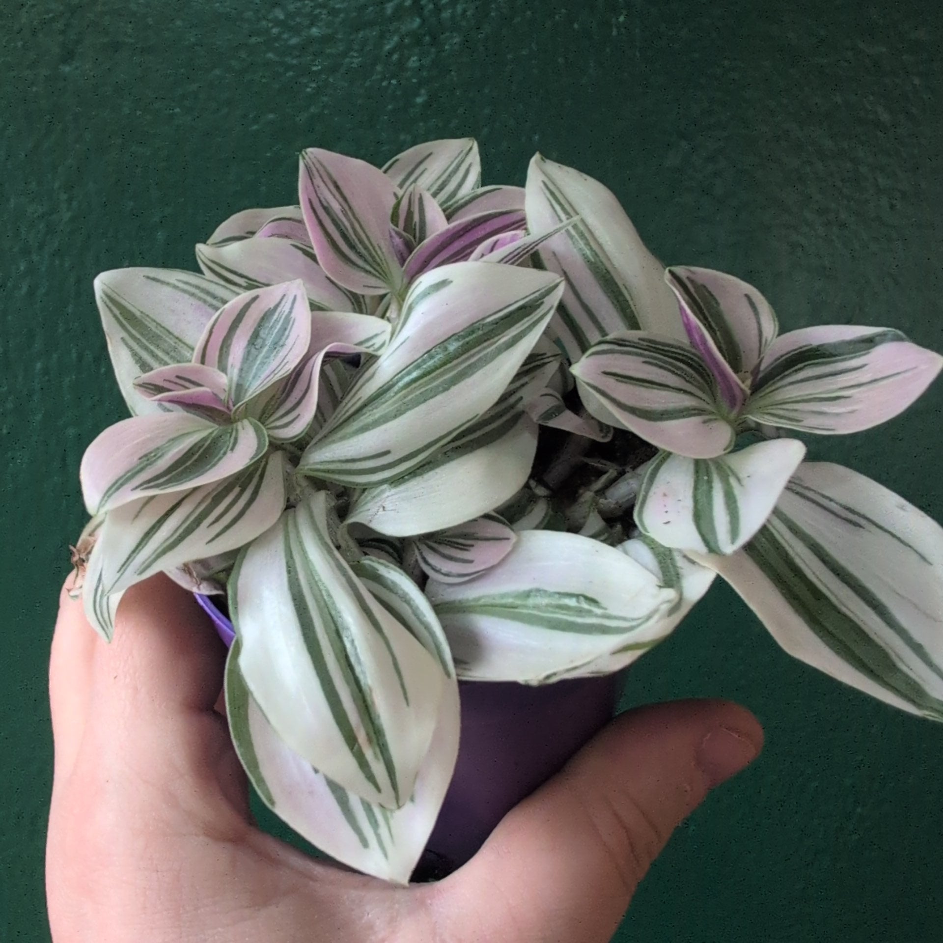 Tradescantia 'sweetness' (Inch plant)