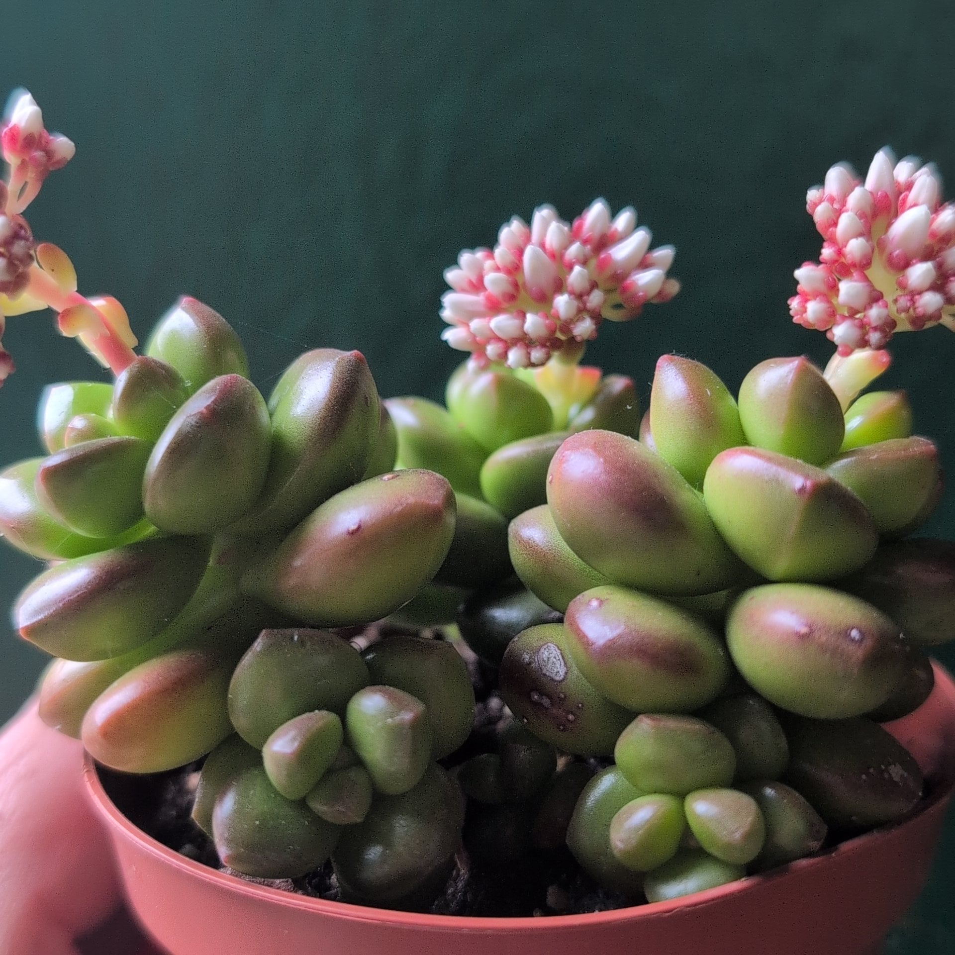 Sedum lucidum 'Obesum' 'Giant Jelly Bean'