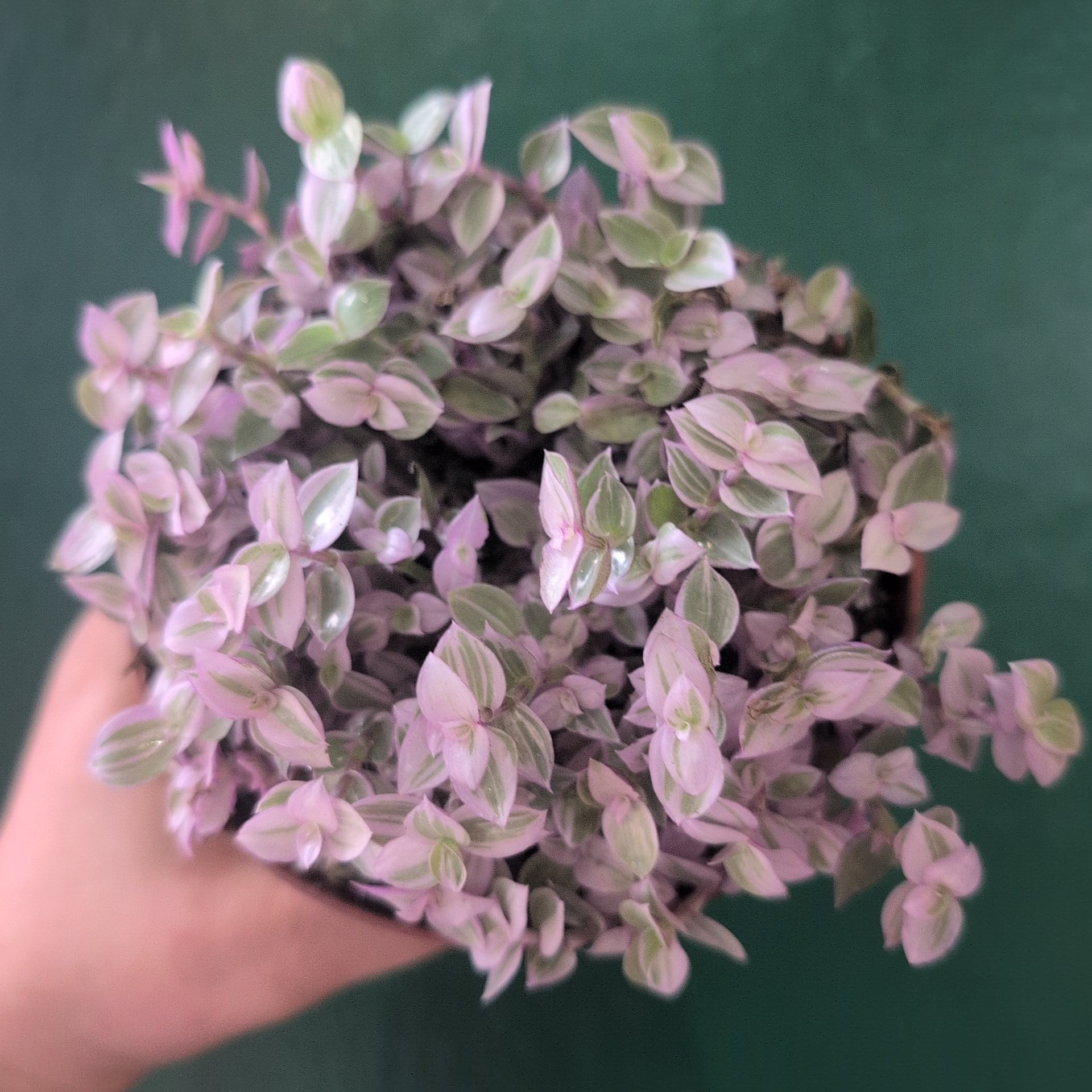 Callisia repens 'Rosato' (Pink Lady)