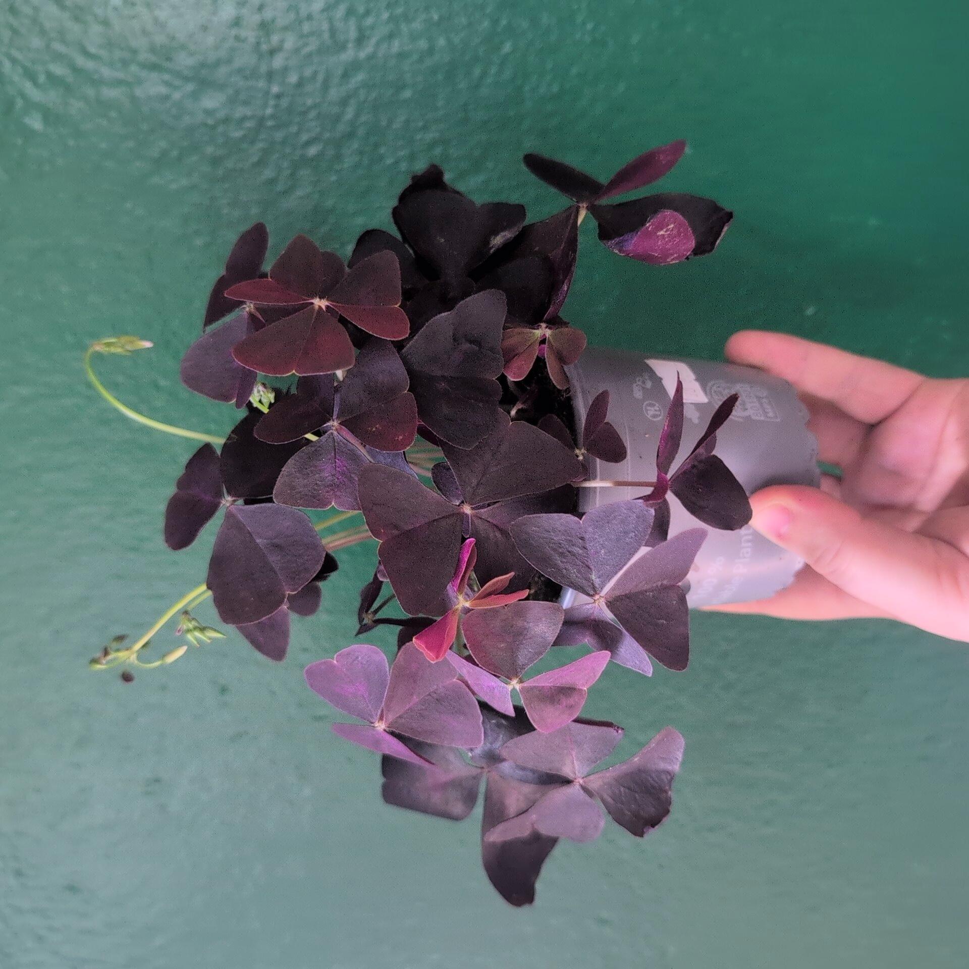 Oxalis triangularis (False Shamrock)