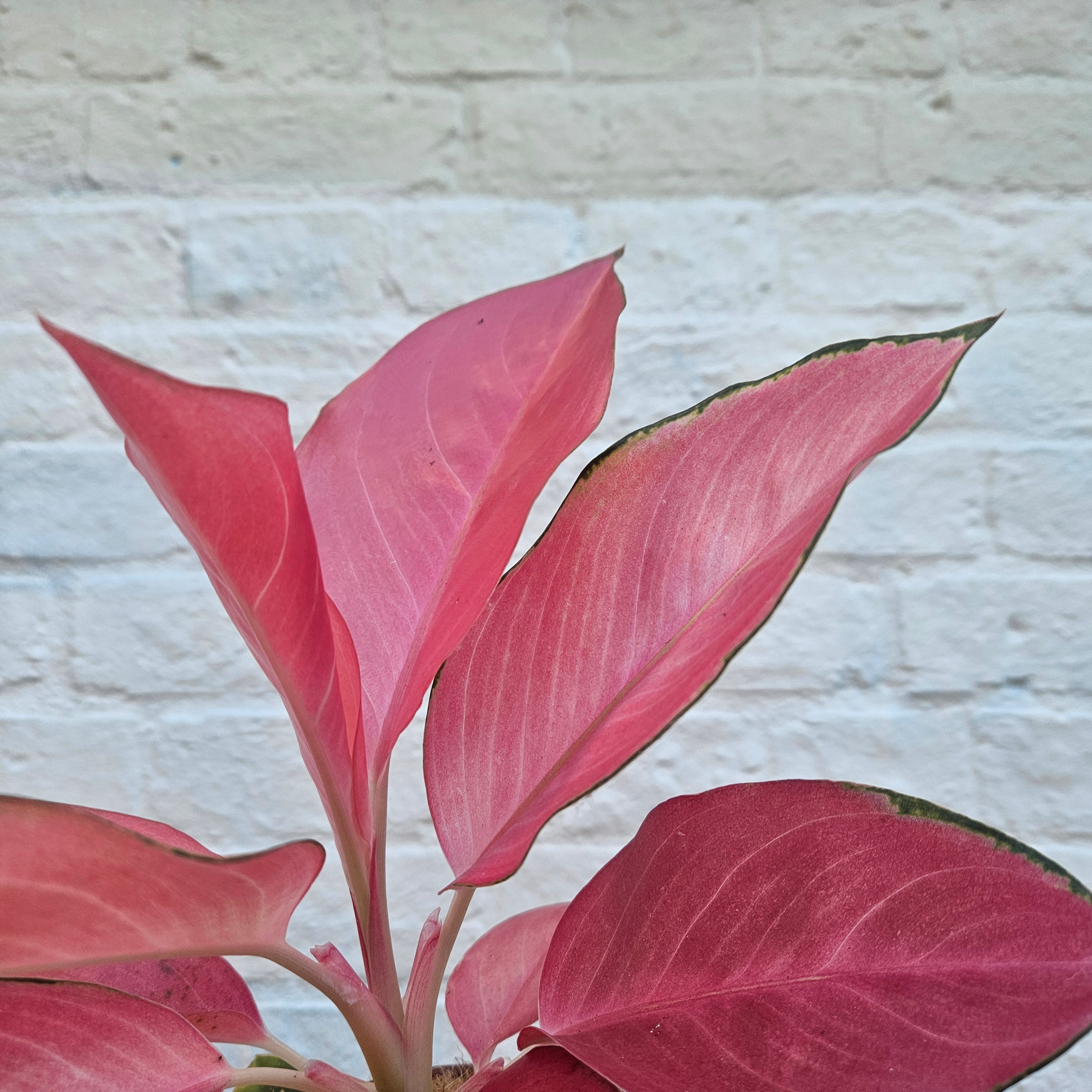Aglaonema 'Flamingo' (Chinese evergreen)
