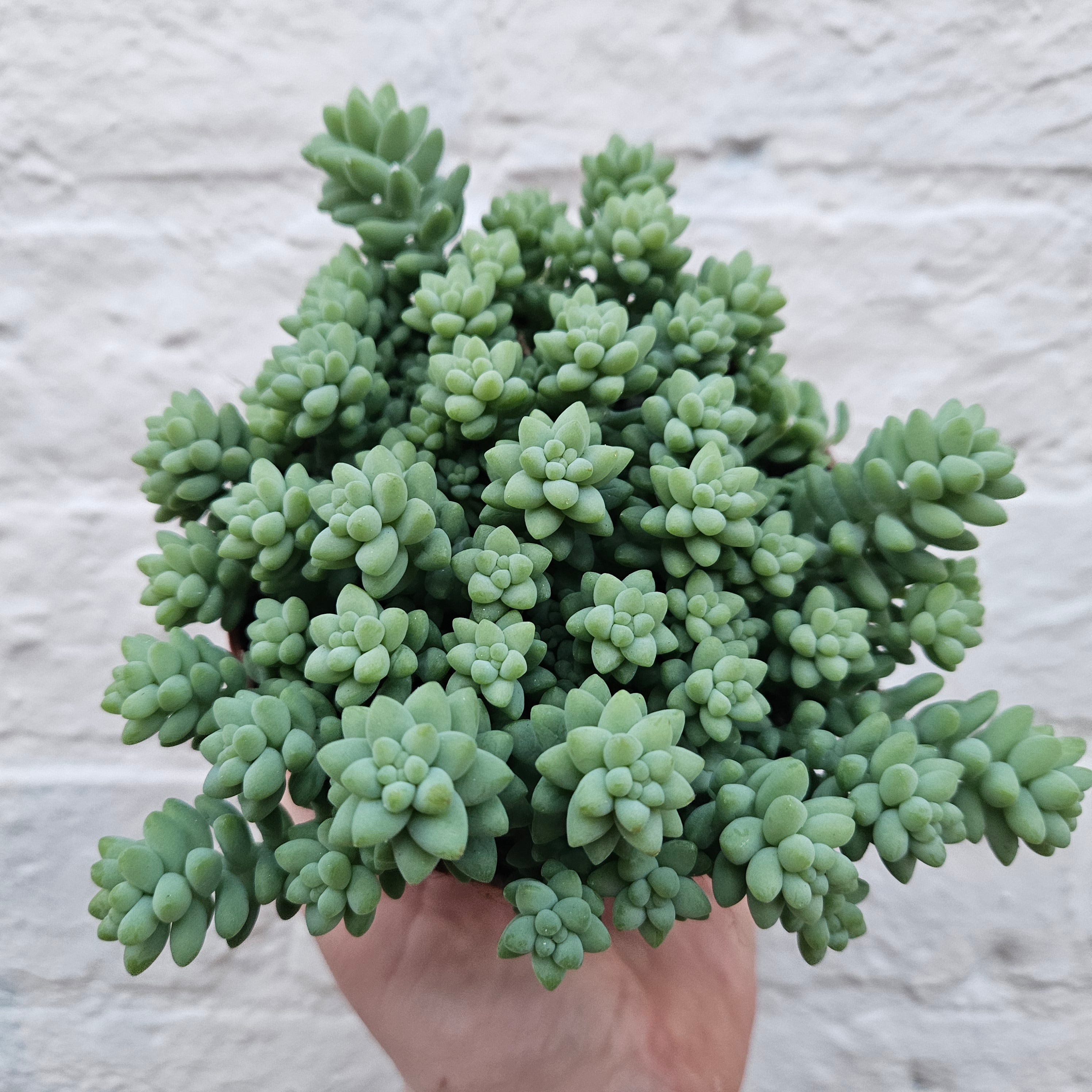 Sedum morganianum 'Burrito' (Donkey Tail)