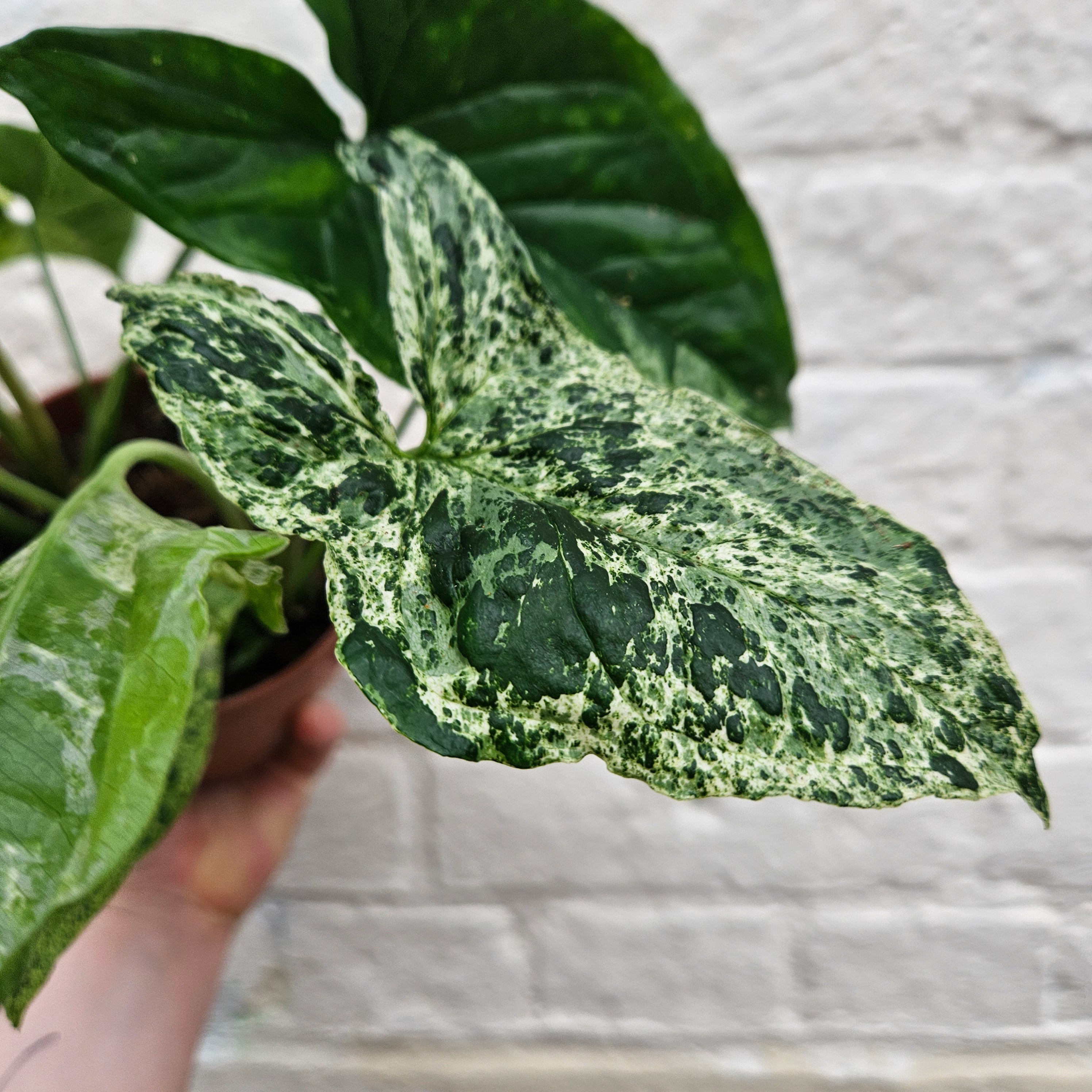 Syngonium 'Mottled' (Variegated Syngonium)