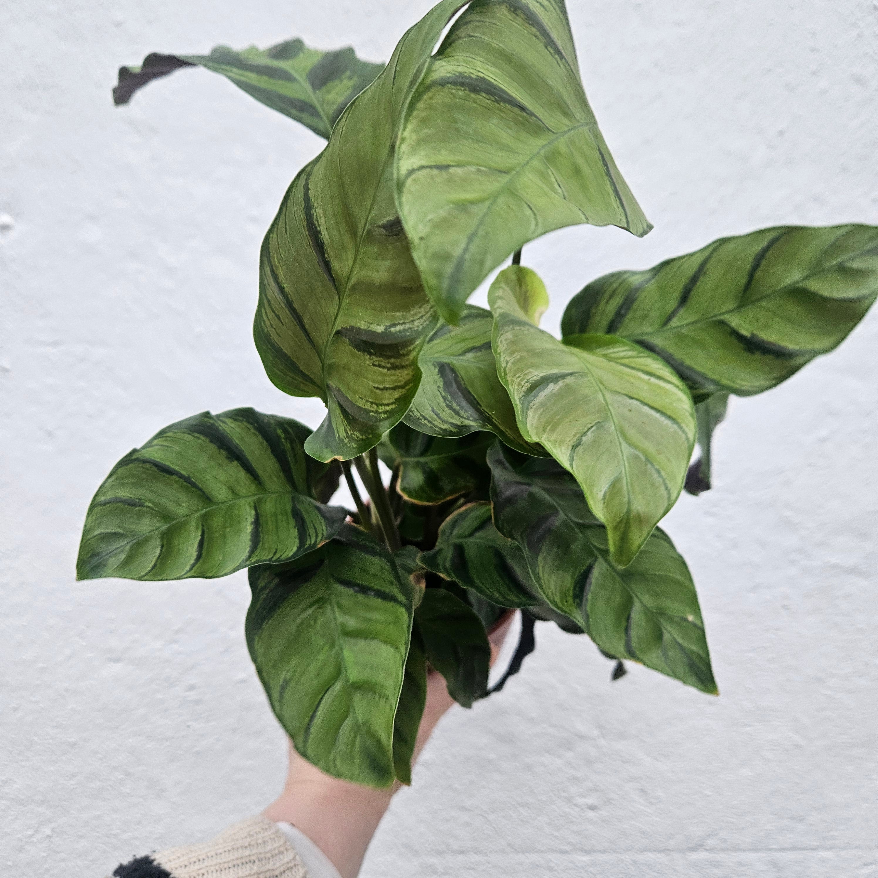 Calathea lietzei 'Greenstar' (Prayer plant)
