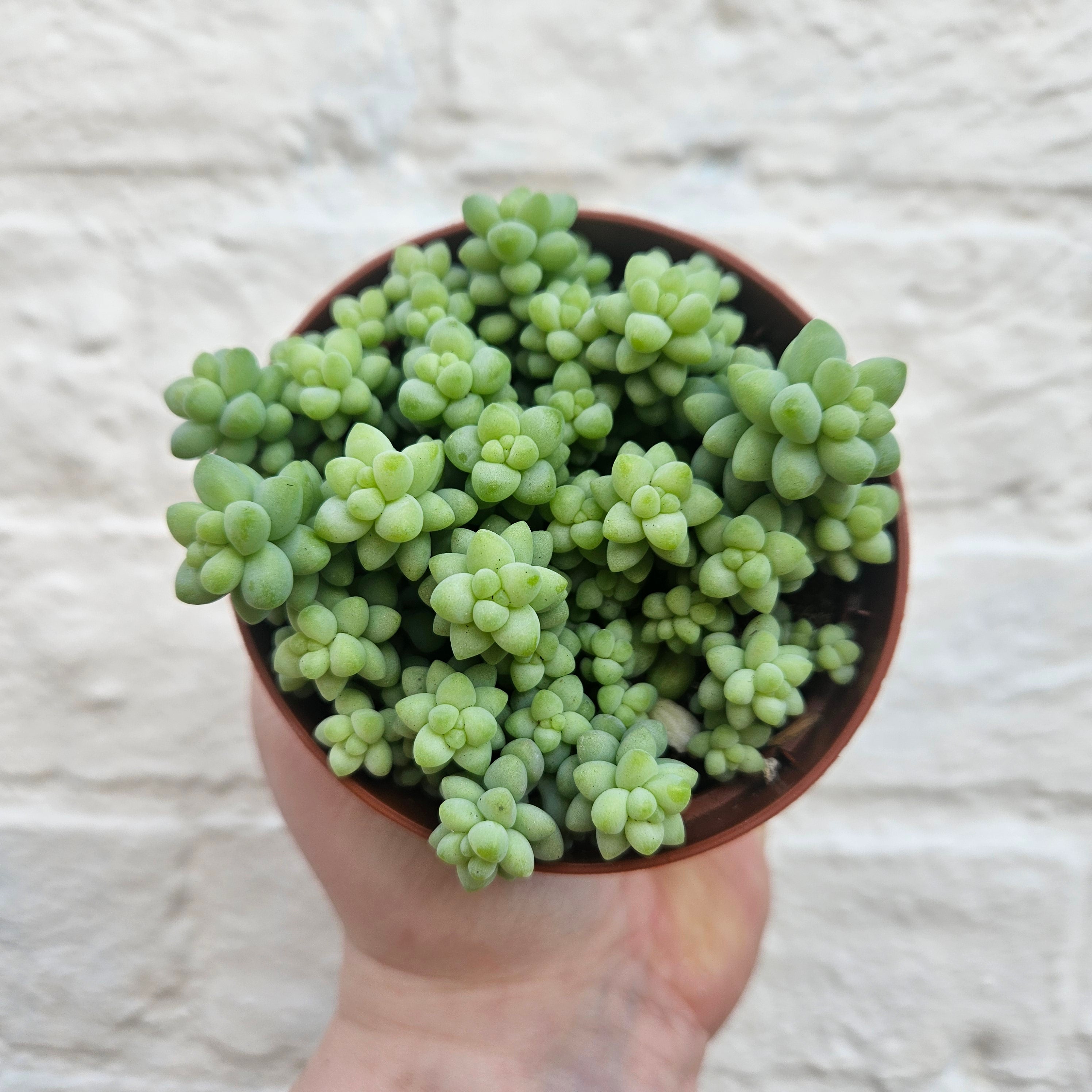 Sedum morganianum 'Burrito' (Donkey Tail)