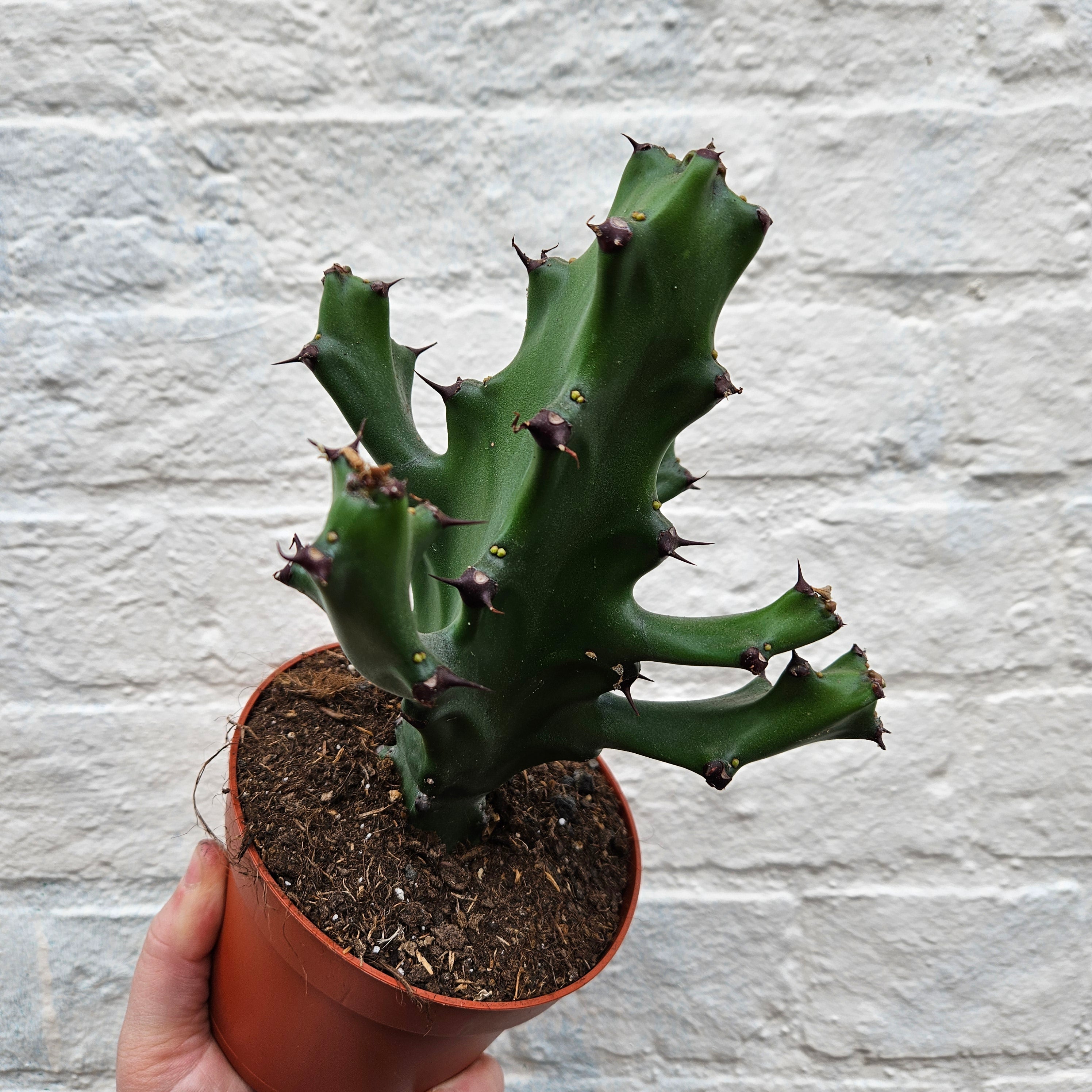 Euphorbia 'Maurentania' (Spurge)