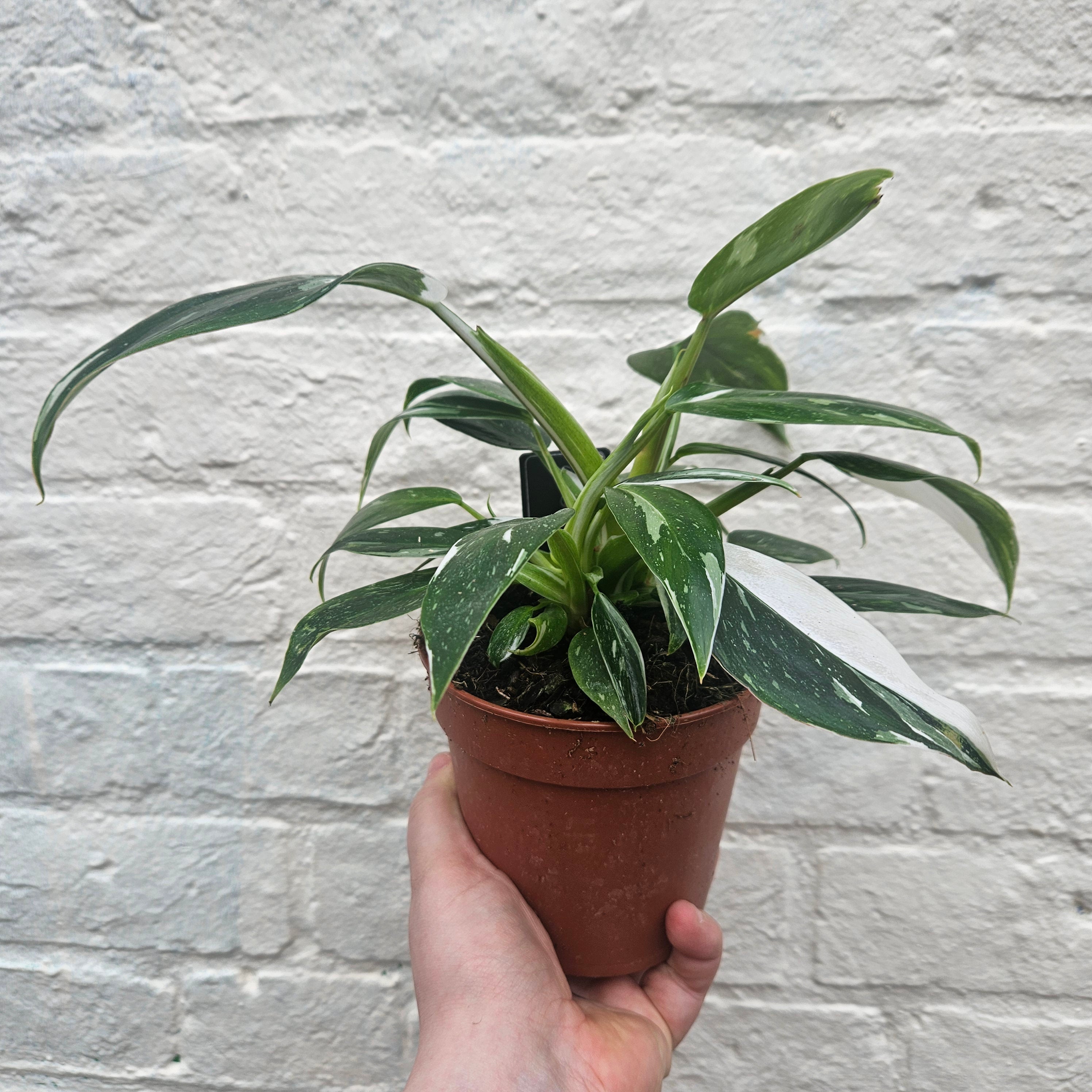 Philodendron erubescens 'White Princess'