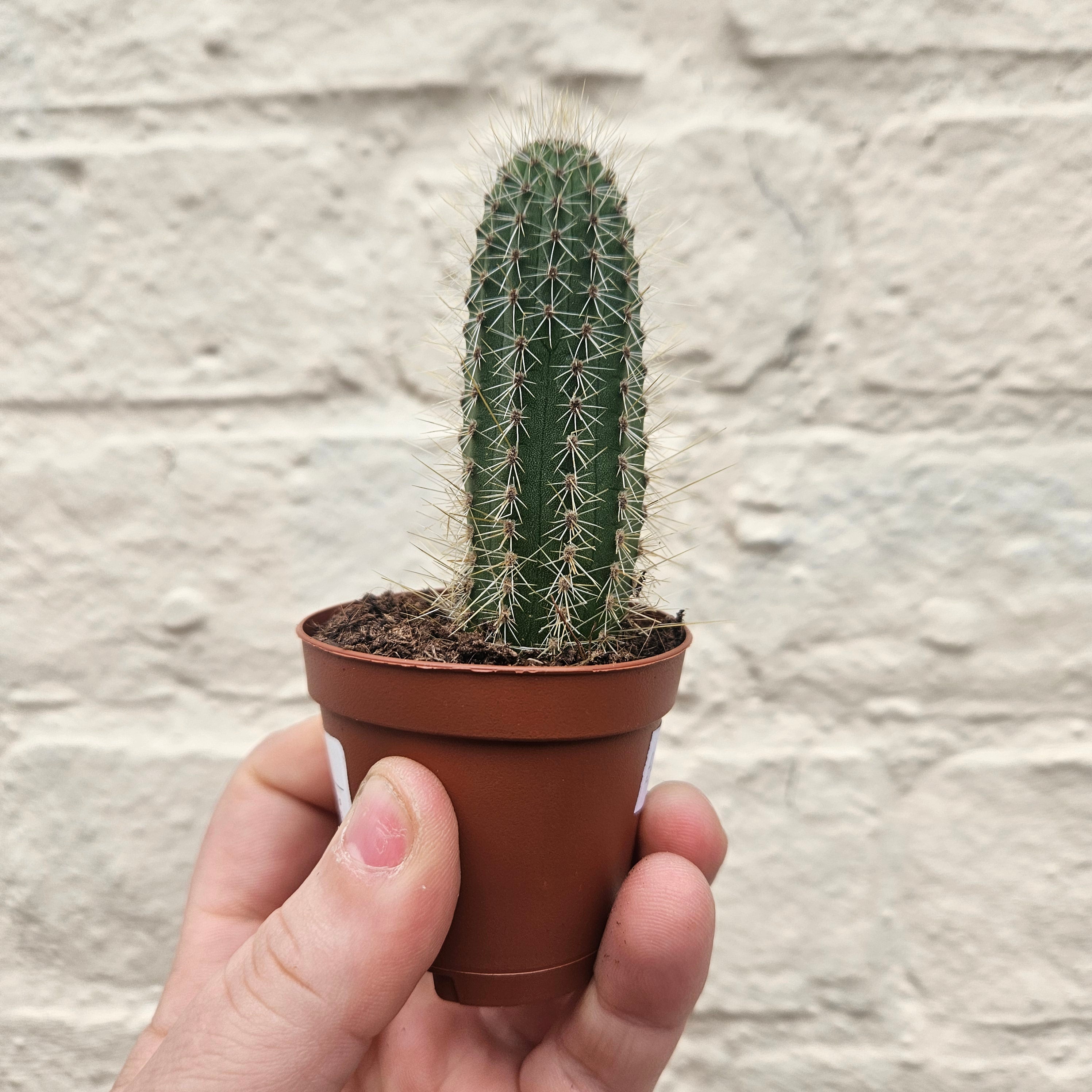 Cleistocactus winteri (Golden Rat Tail cactus)